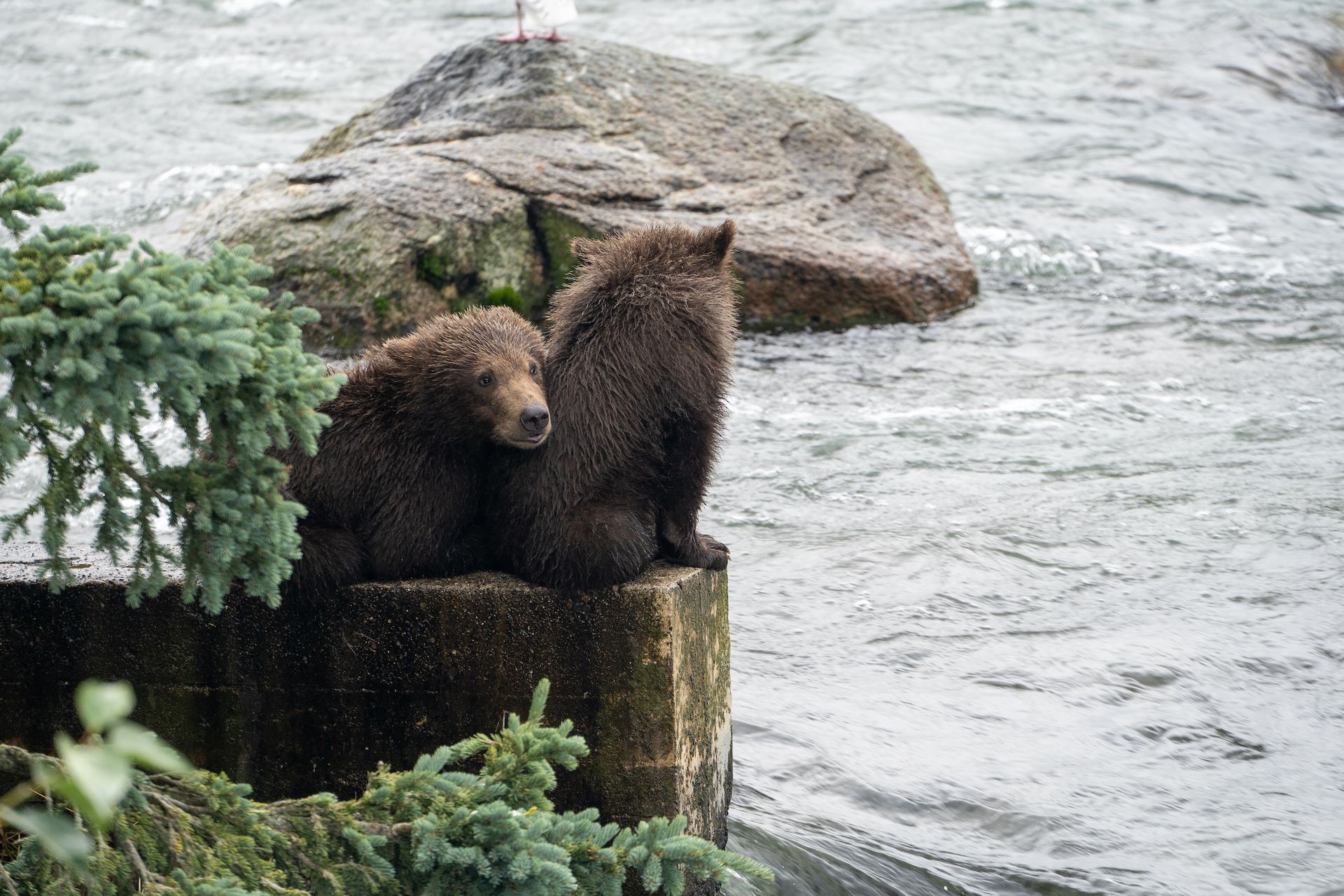 Two cubs waiting for their mom to bring back the fish on the bank of the river