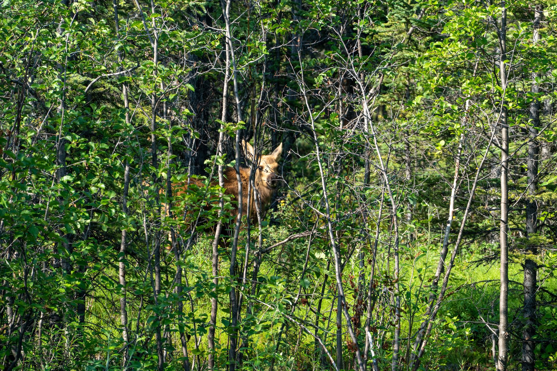 Spotted a baby moose!