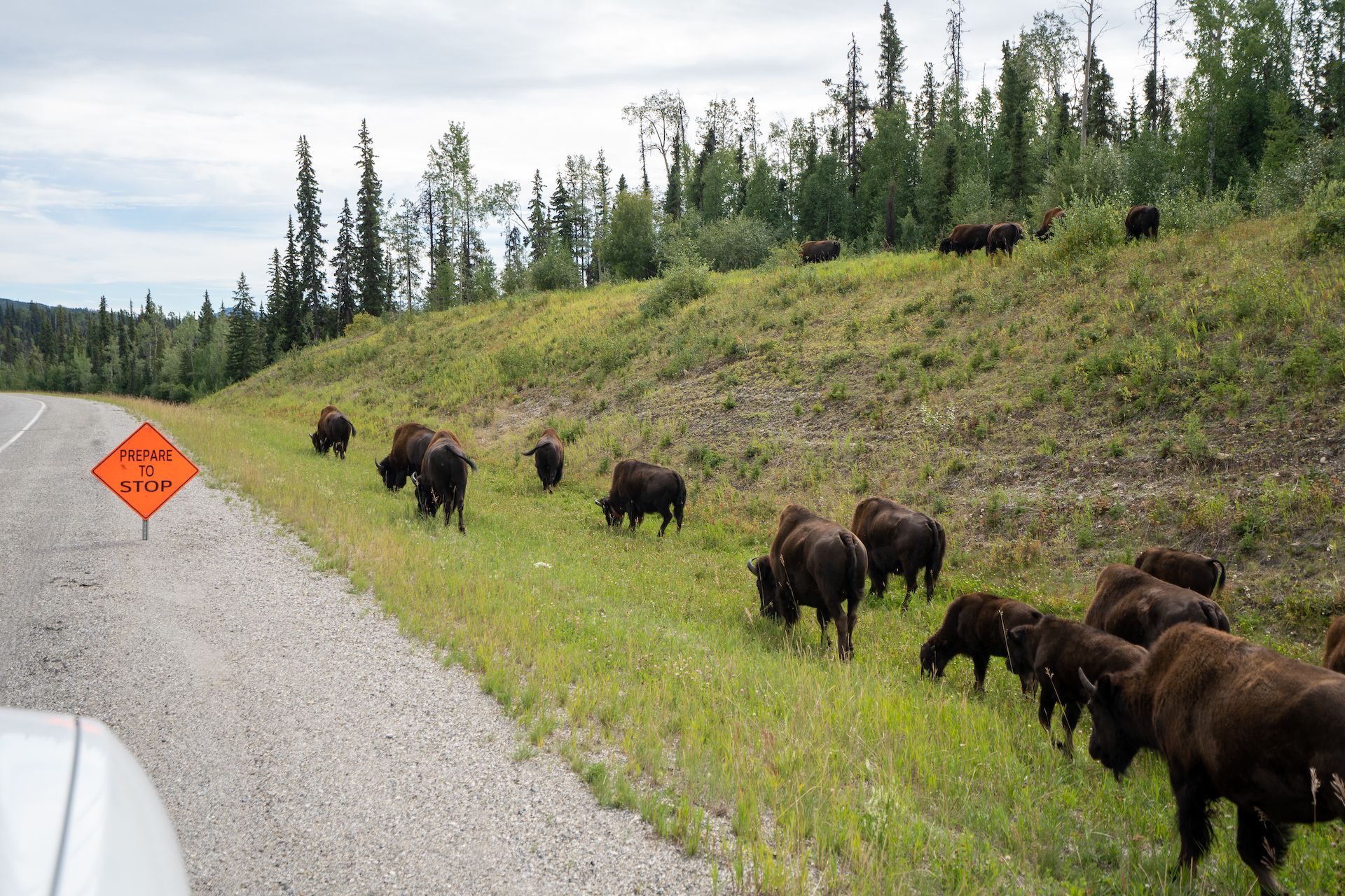 Along the way, we ran into a herd of bisons.