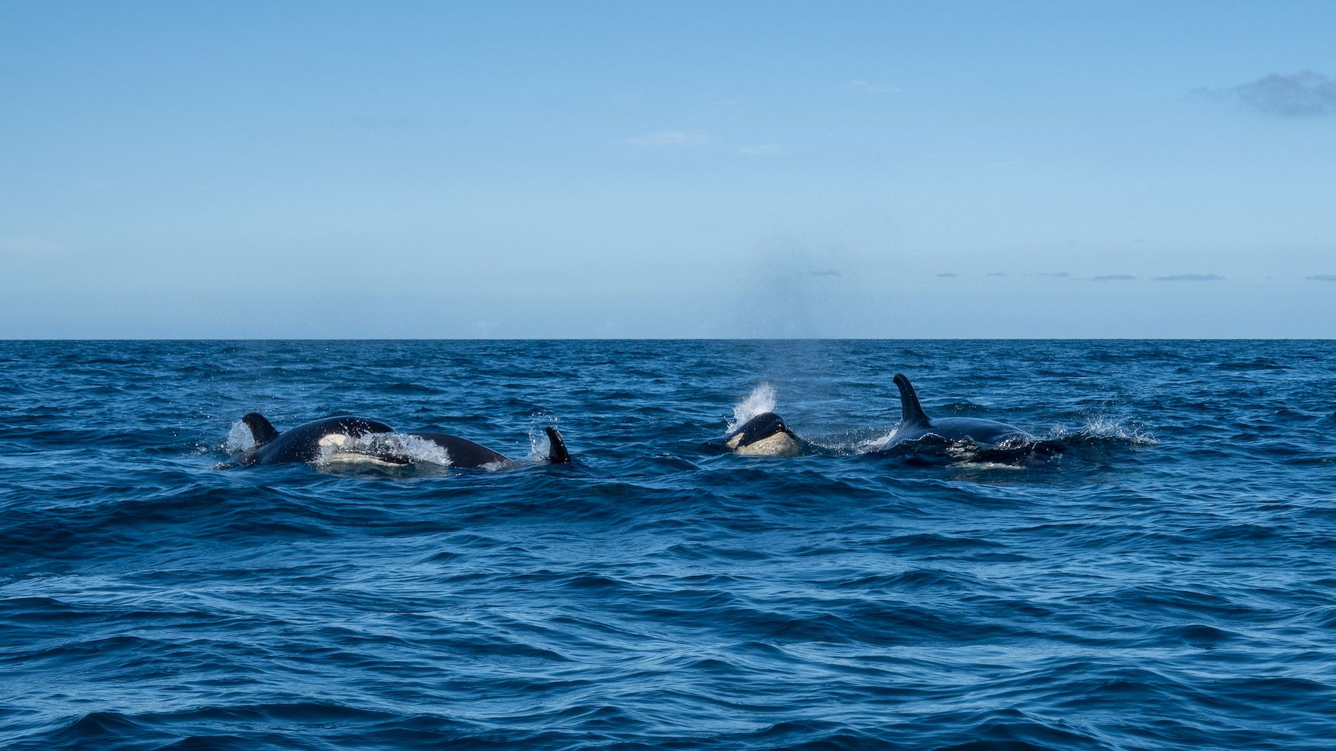A pod of killer whales showing off