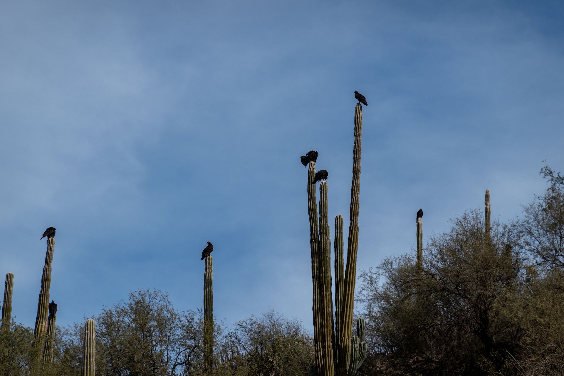 One bird per cactus
