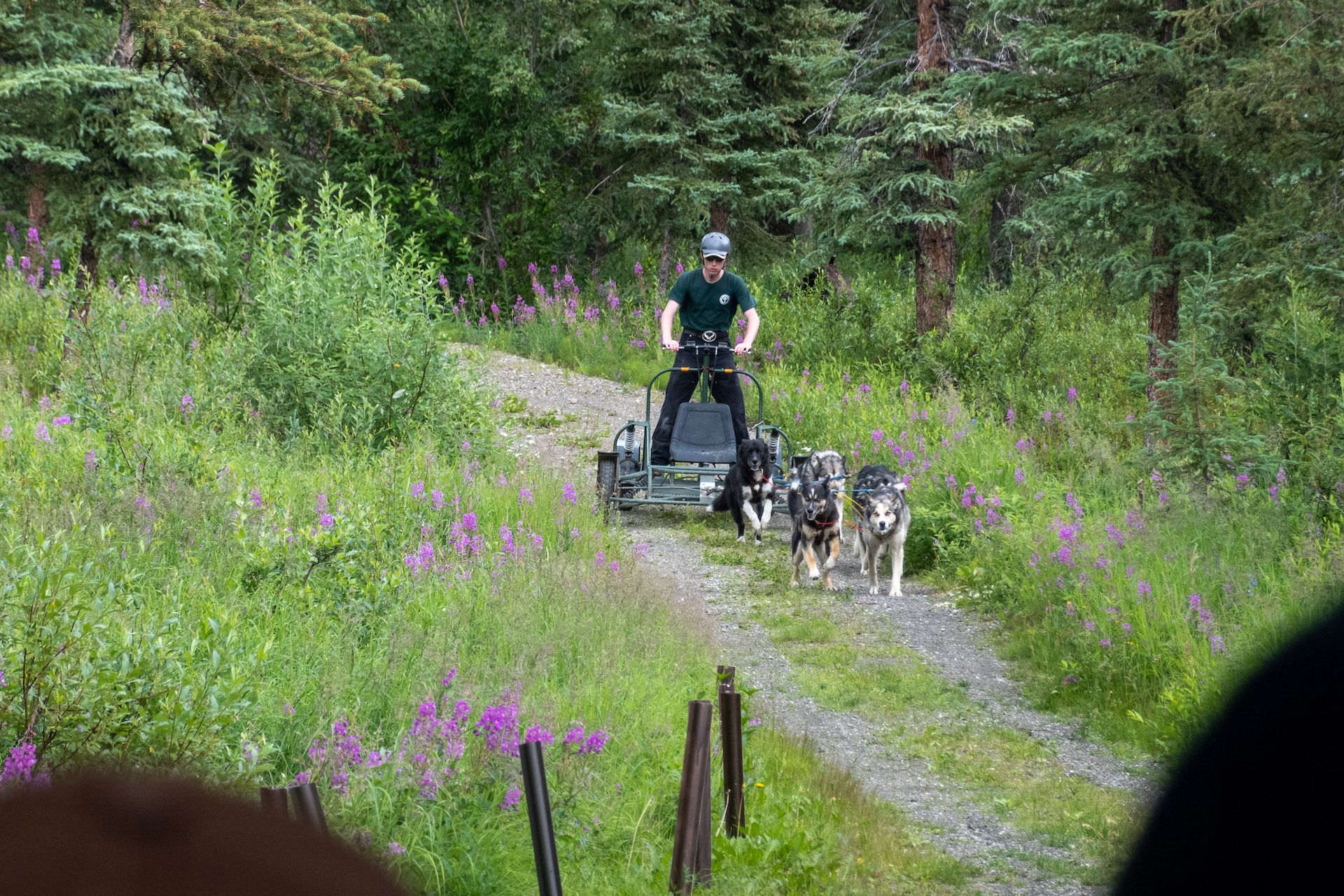 A park ranger mushered a small team of sled dogs as part of the demonstration.