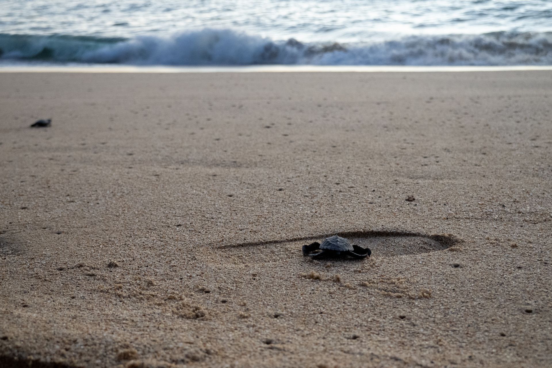 Baby turtles making their way toward the Pacific Ocean to start their life journey