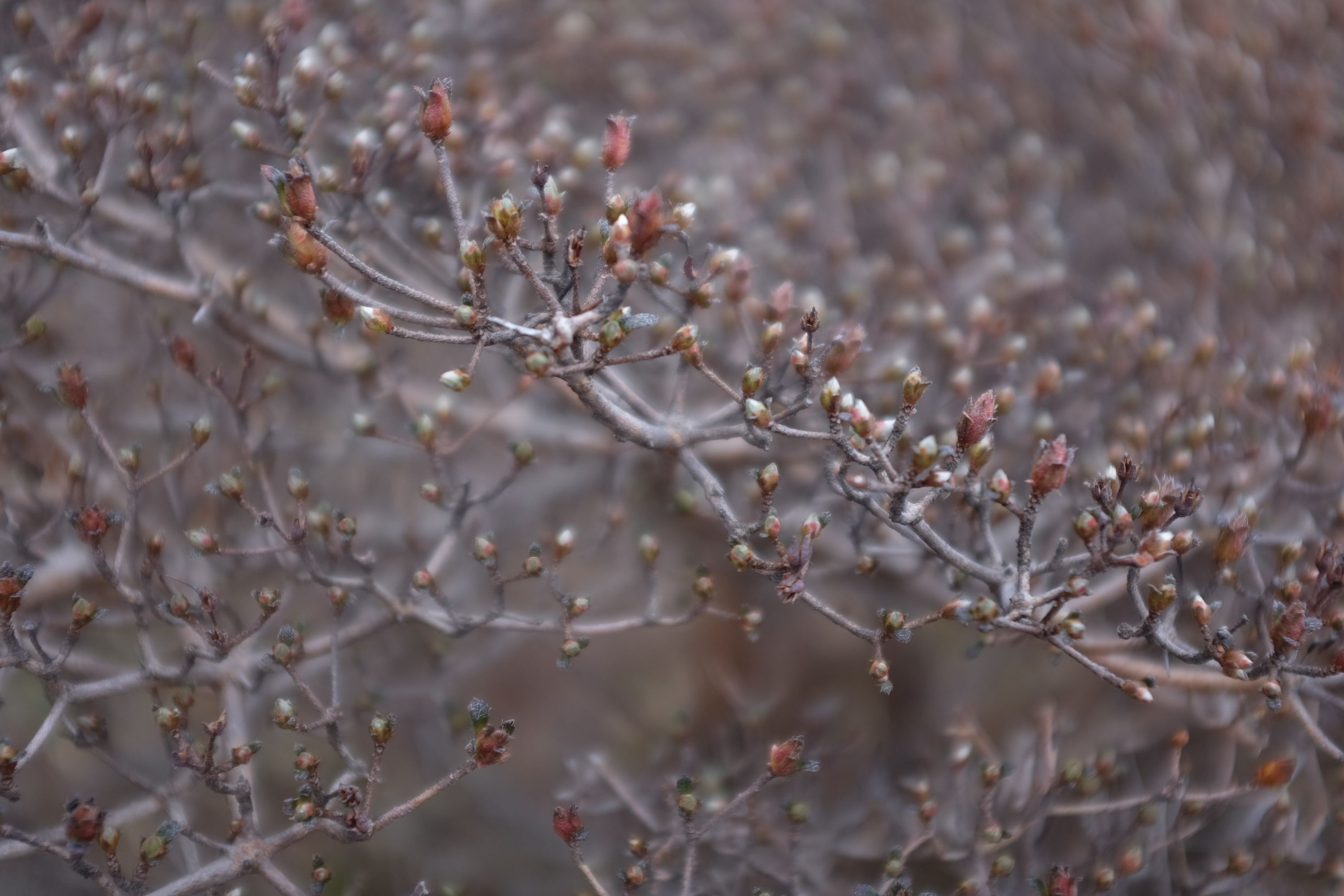 Closeup of a bush with fresh buds.