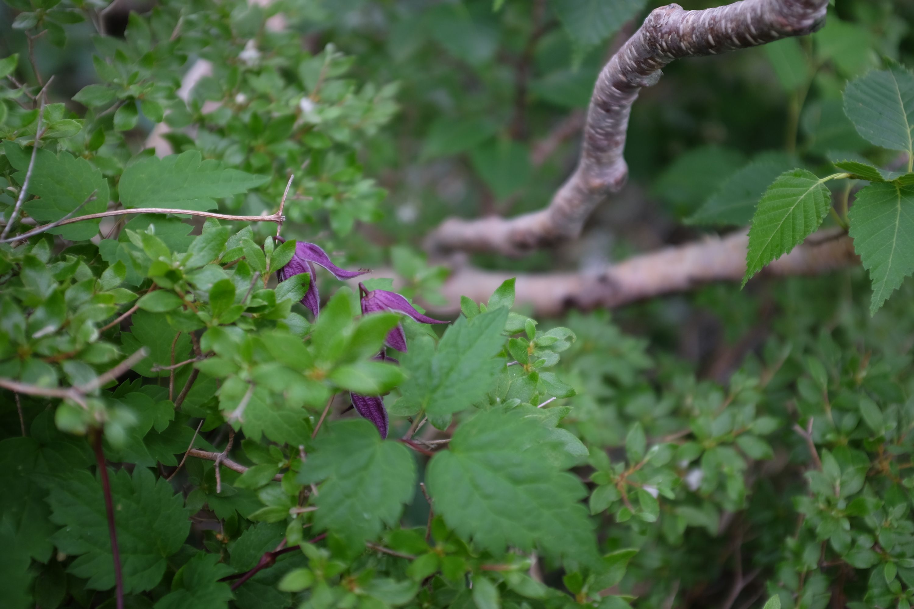 Purple flowers growing in dense, green undergrowth.
