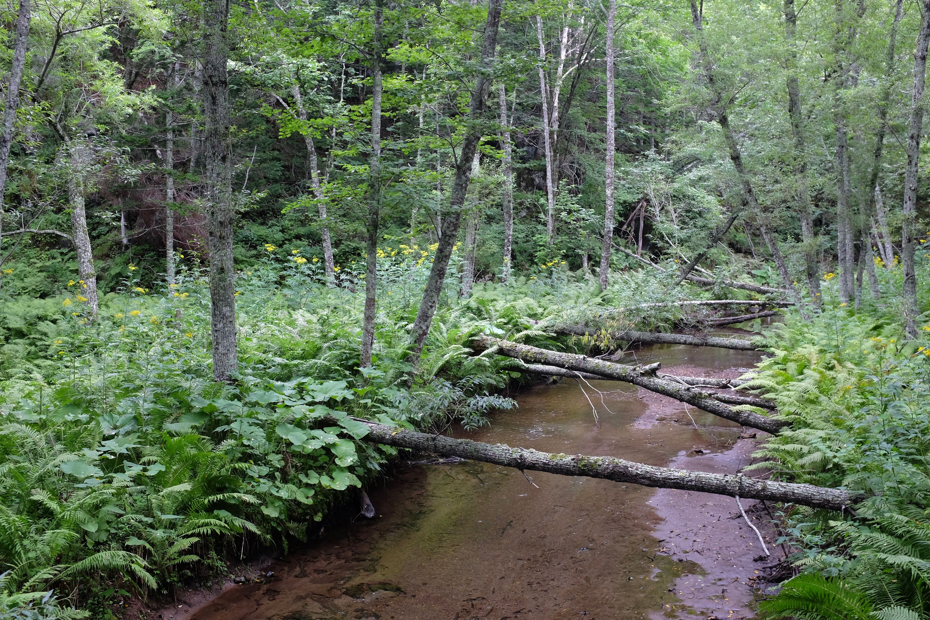 A row of trunks fallen over a third, shallow stream.