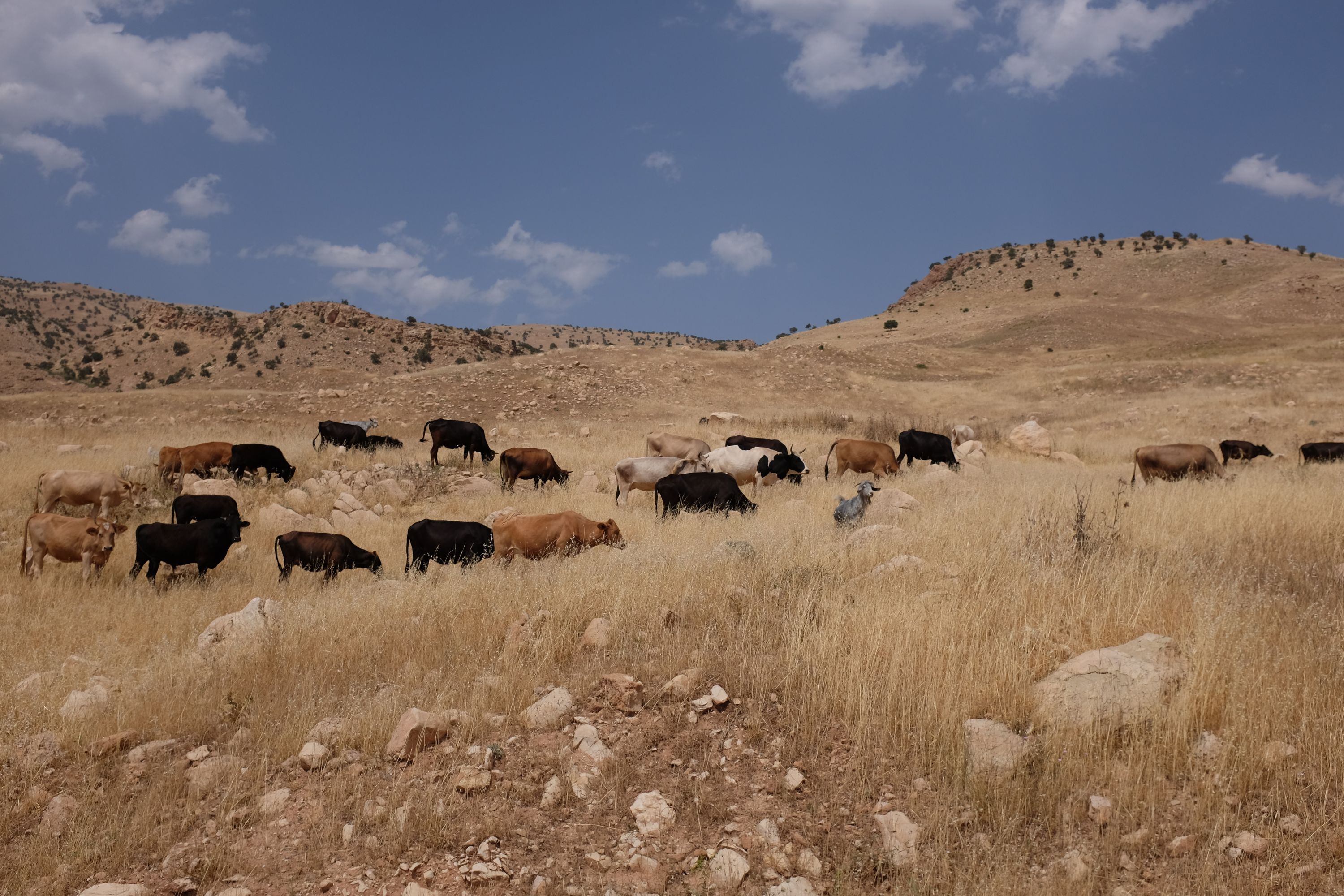 A number of cows and two grey goats graze on a hillside burned yellow by the sun.