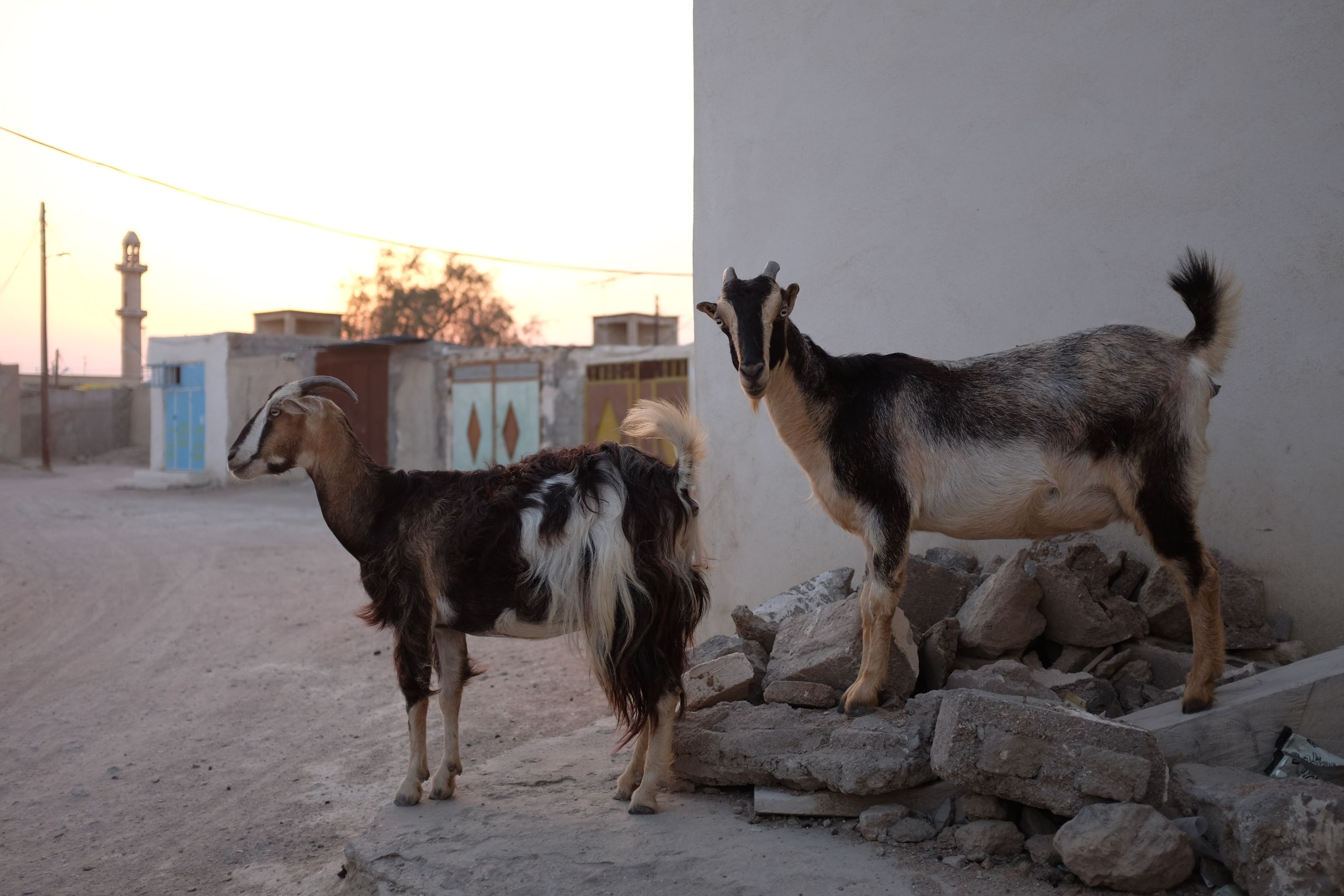 Two goats stand by a wall in an Arabic-looking village.