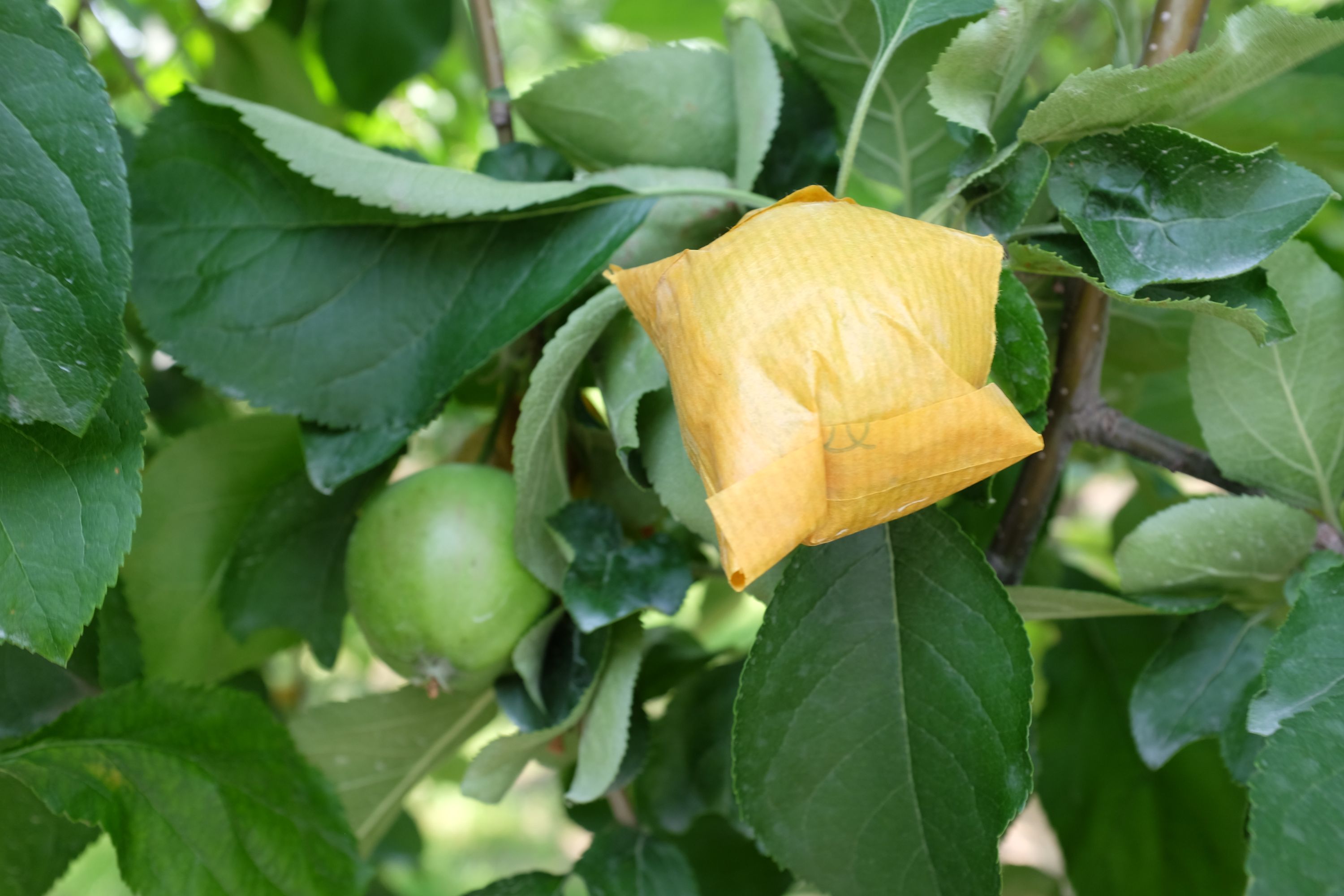 An unripe apple wrapped in its own paper bag, in the Japanese style.