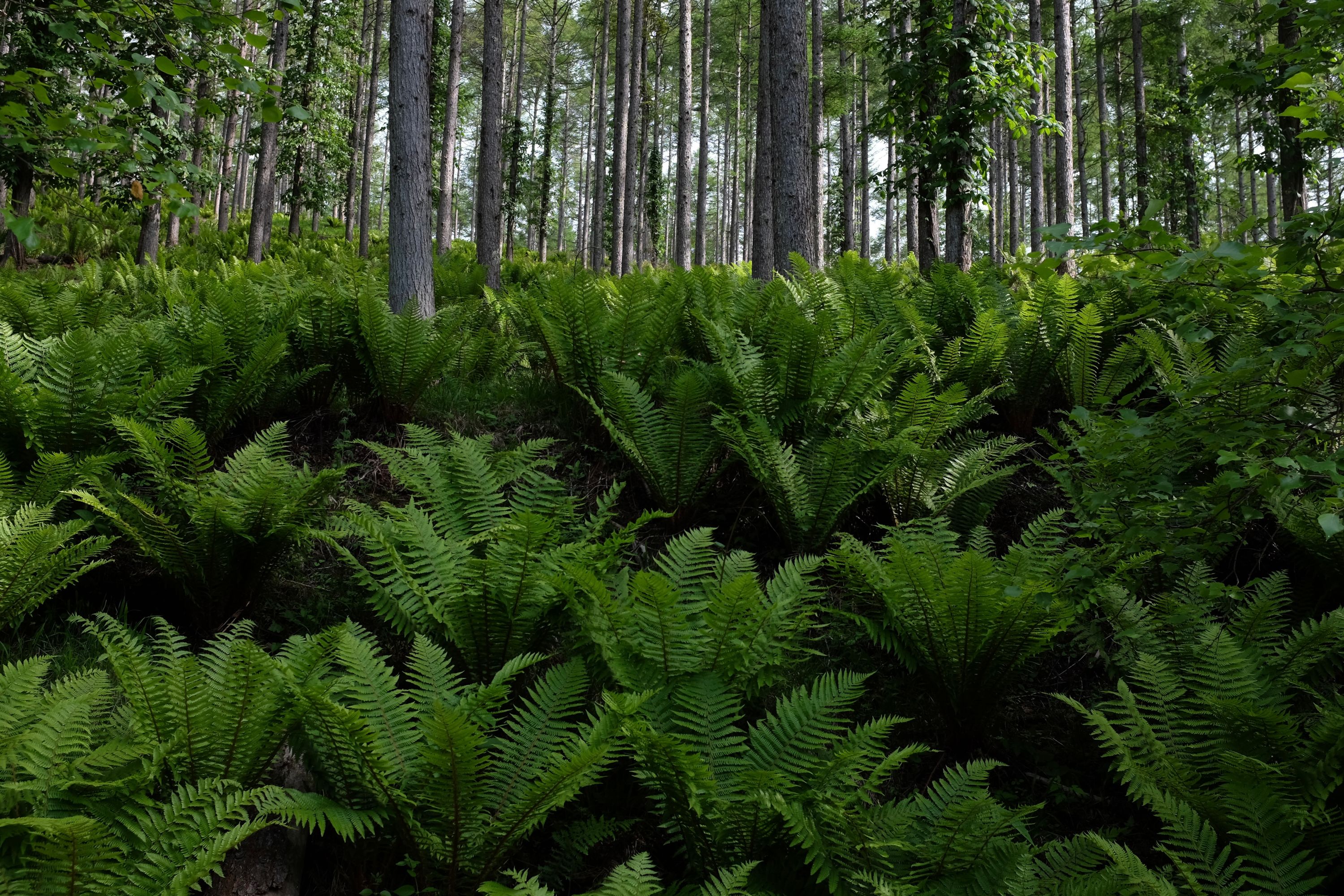 A thick undergrowth of bracken in a pine forest.