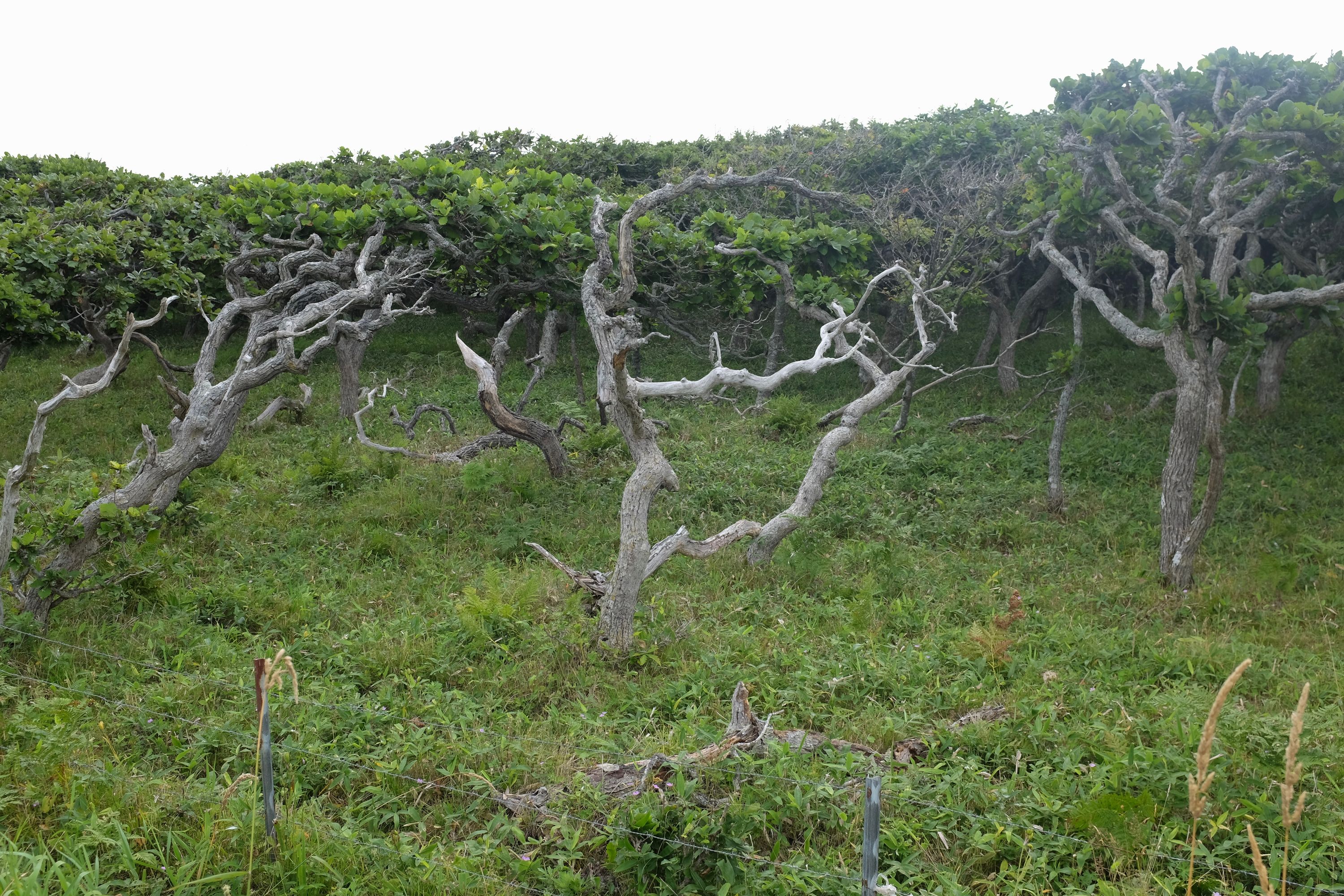 A growth of trees whose trunks are all bent by the constant wind.