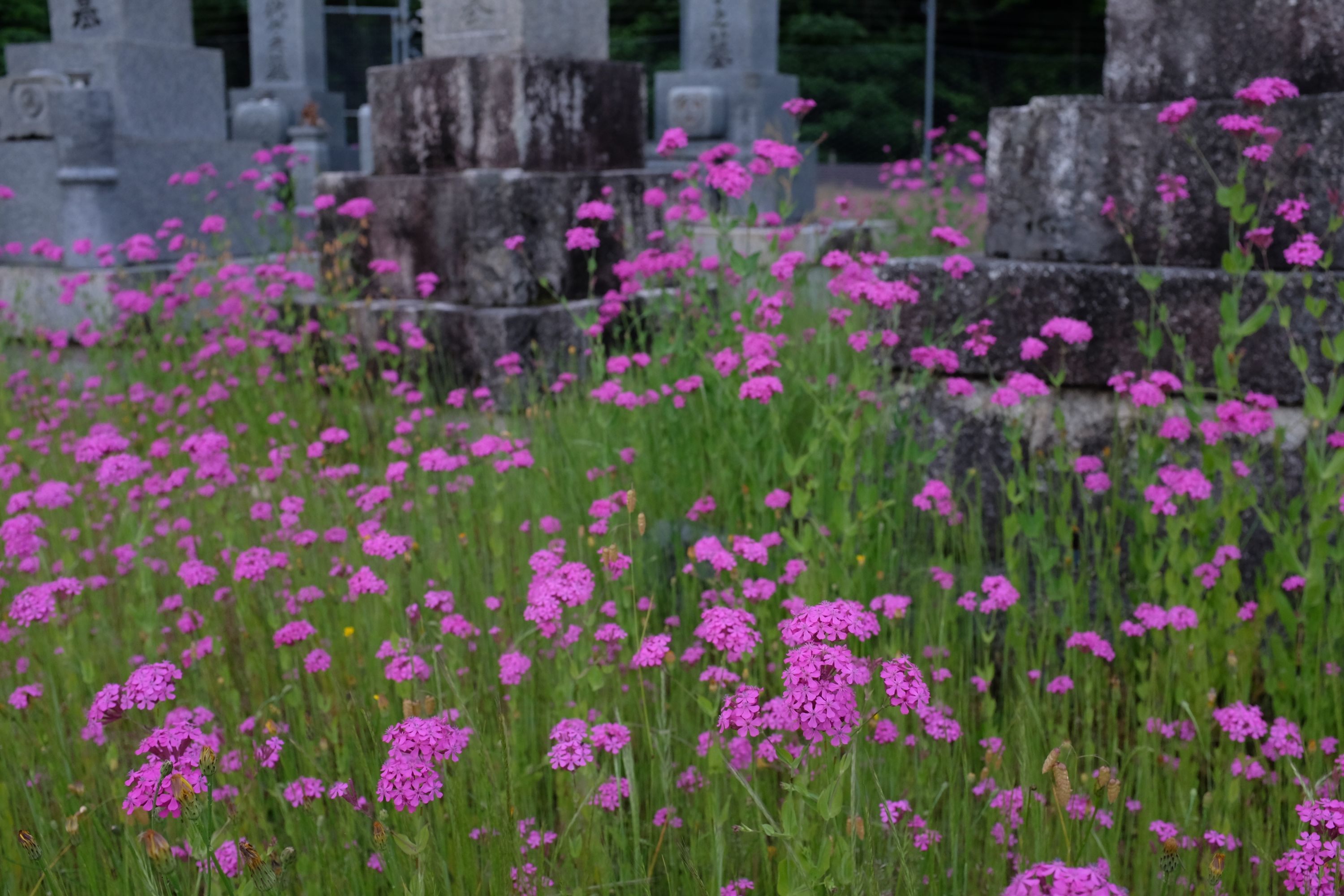 Very bright purple flowers growing between Japanese gravestones.