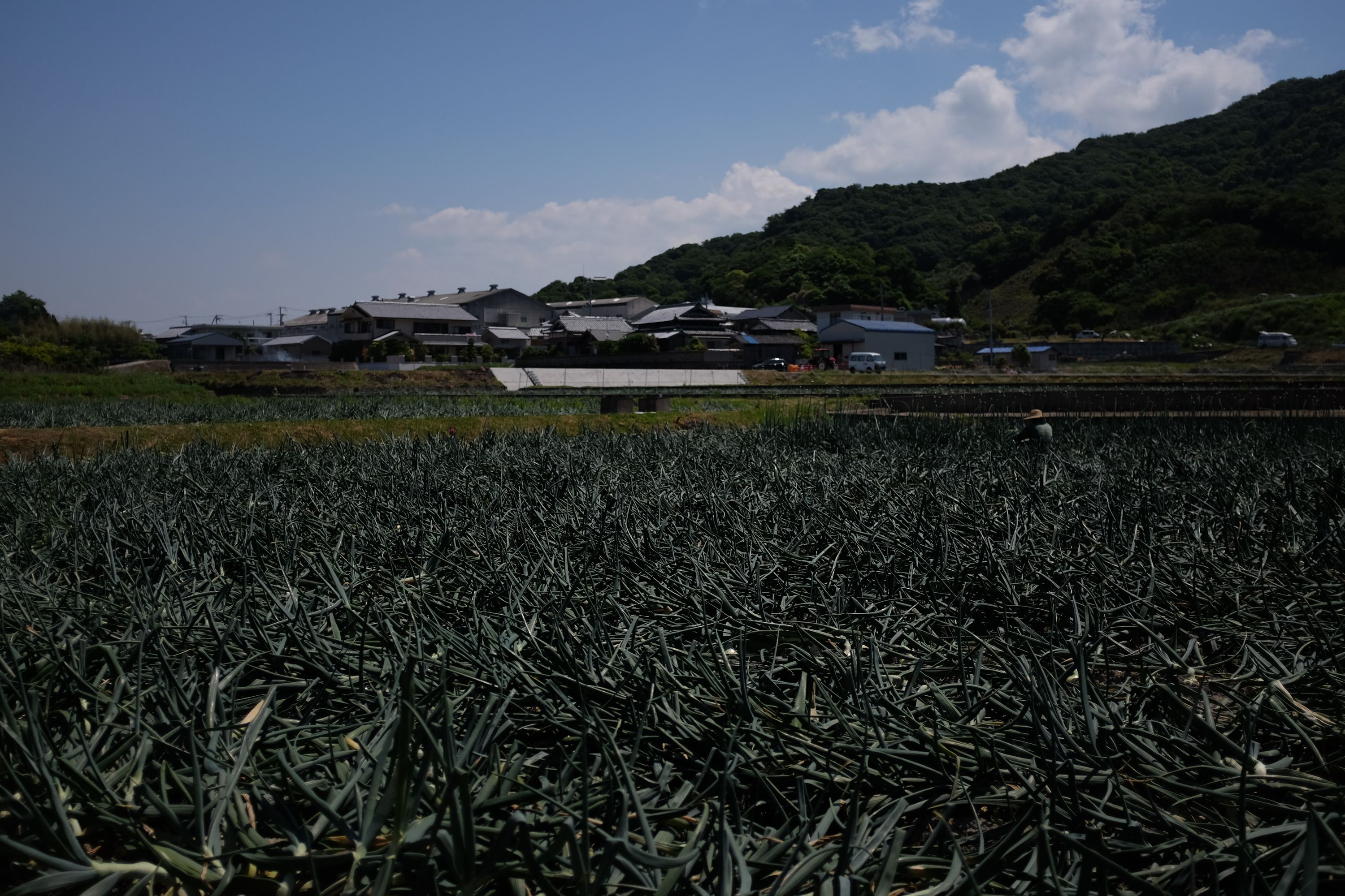 A field a dark green spring onions with a Japanese village in the distance.