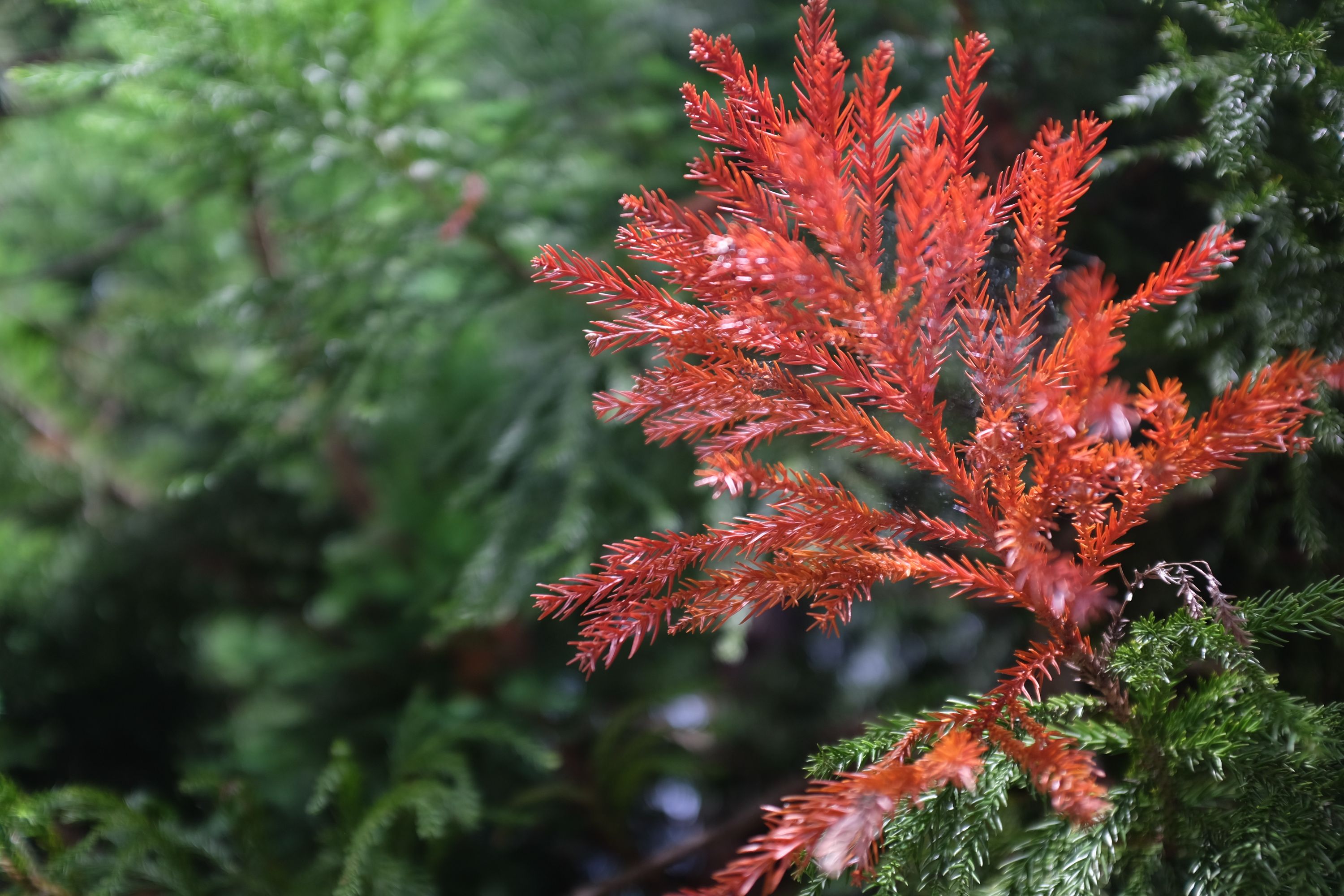 A bright red branch of an evergreen plant.