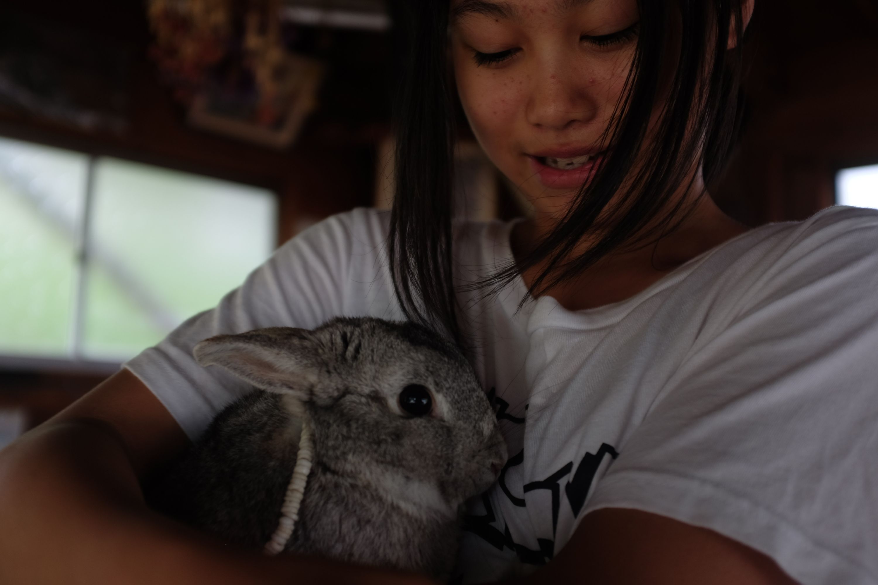 A young girl holds a small grey rabbit against her chest.