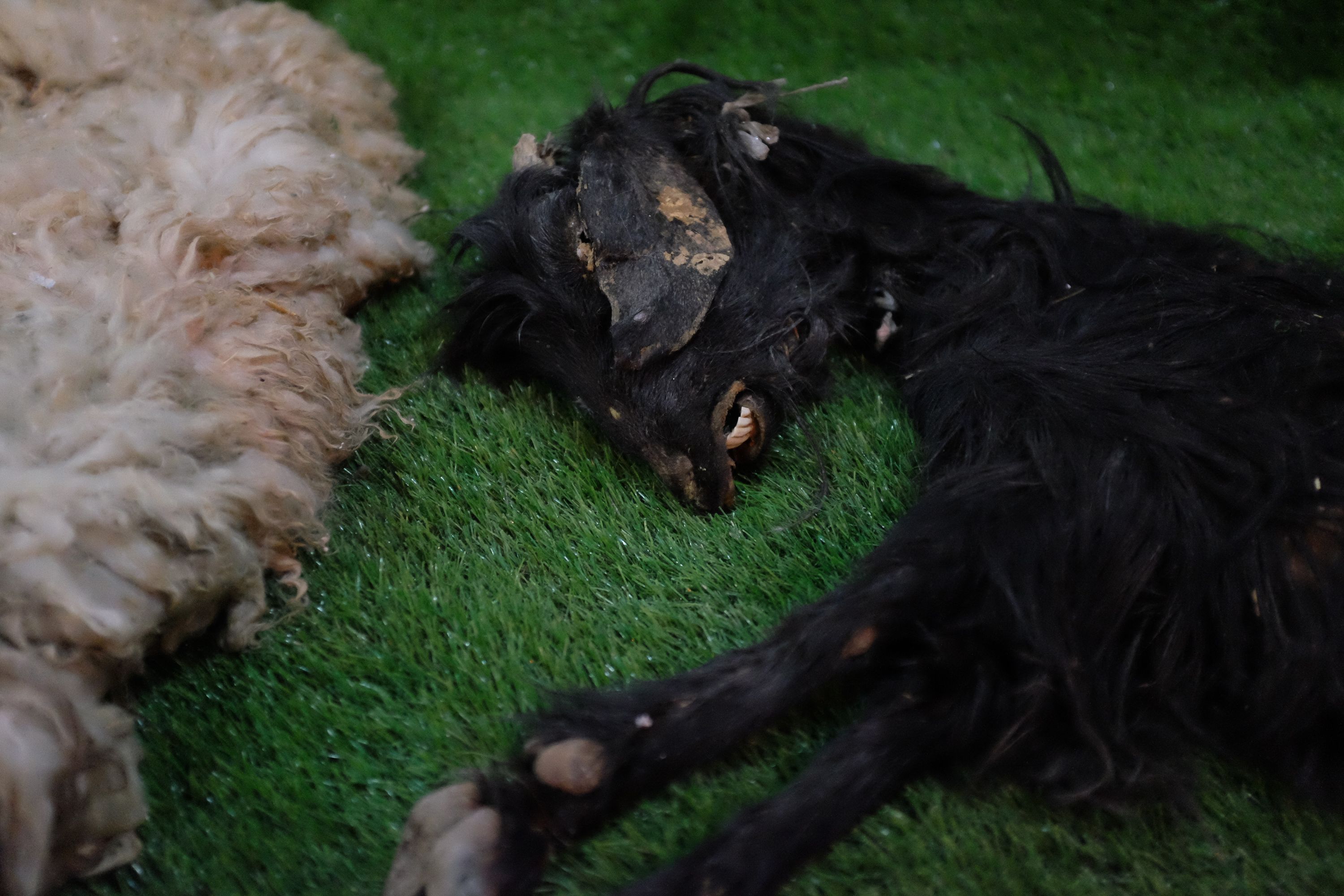 A dead goat lies on green artificial grass next to what looks like a dead sheep.
