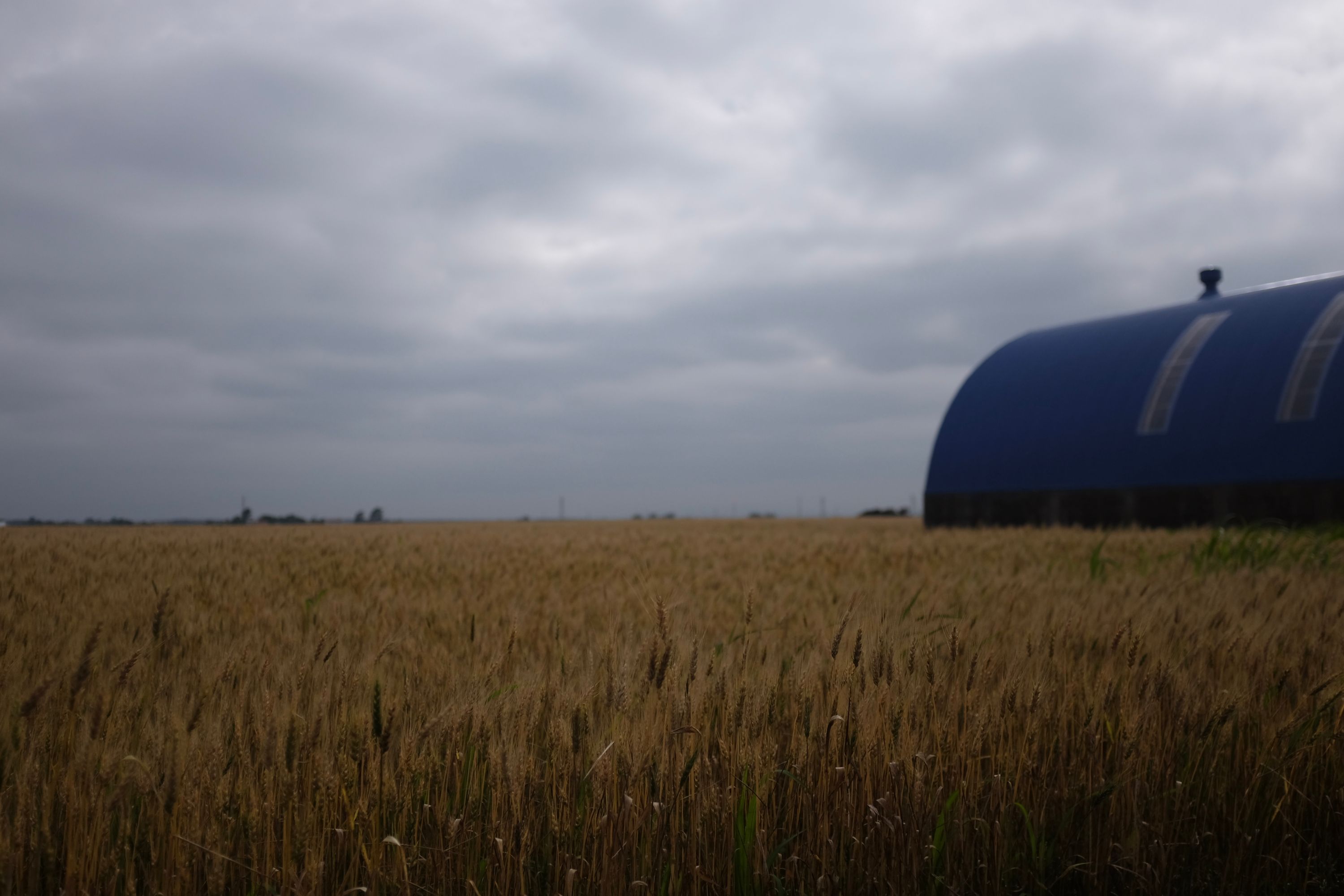 Ground-level view across a wheat field, with a large blue building on the side.
