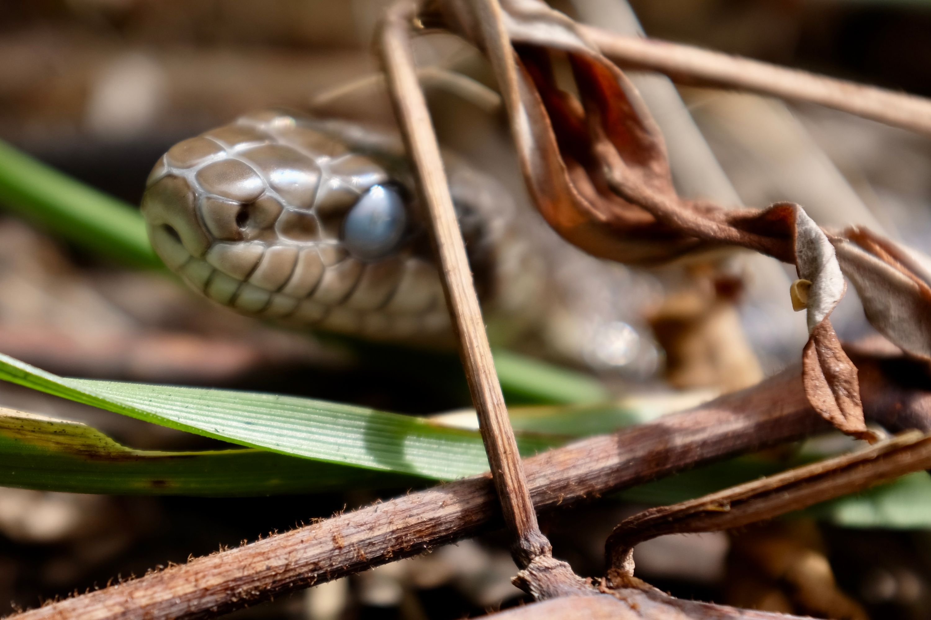 Closeup of a snake looking straight into the camera with a clouded-over eye.