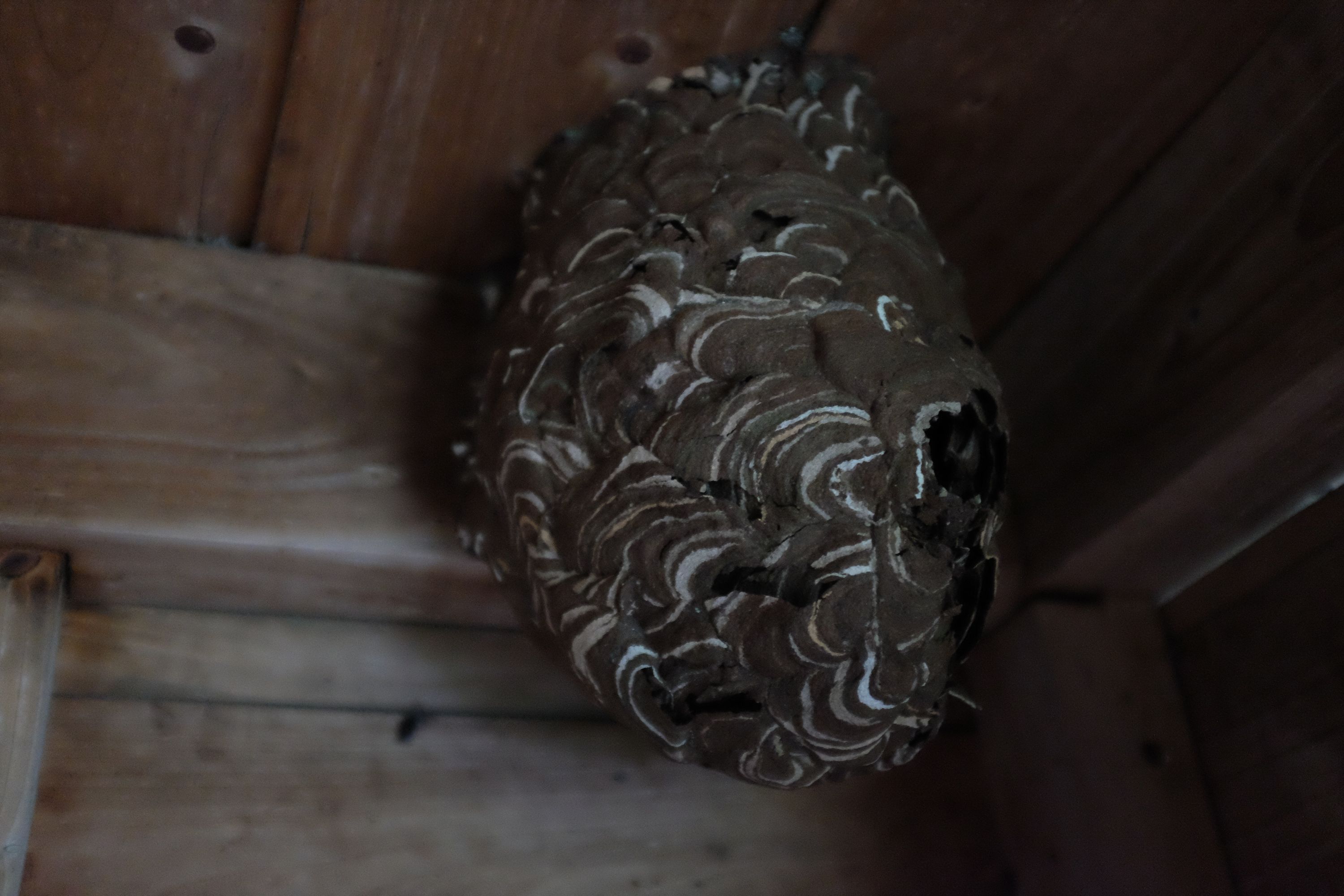 A hornets’ nest on a wooden ceiling.