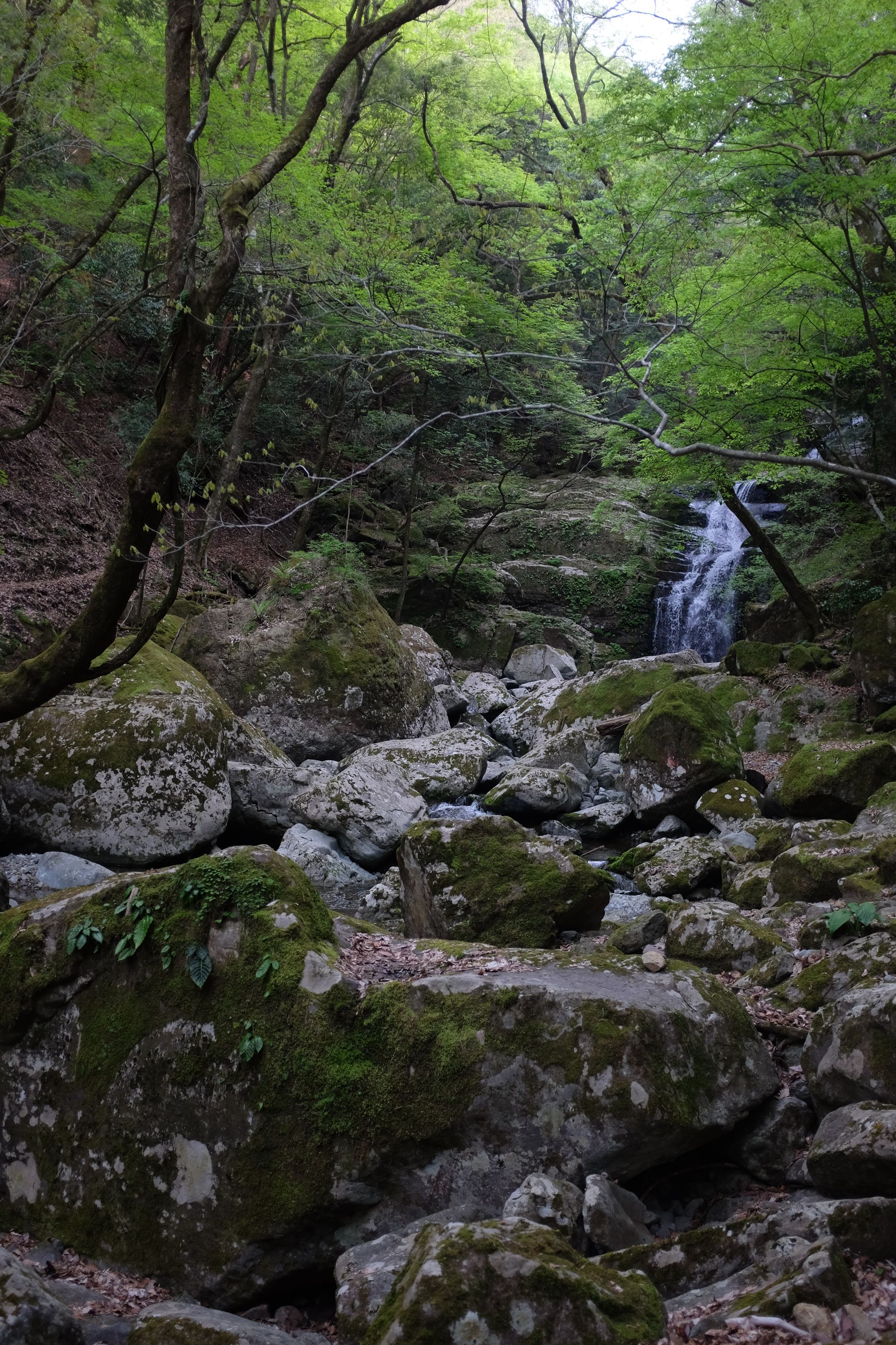 A stream runs down a mountain valley in a forest with fresh green leaves.
