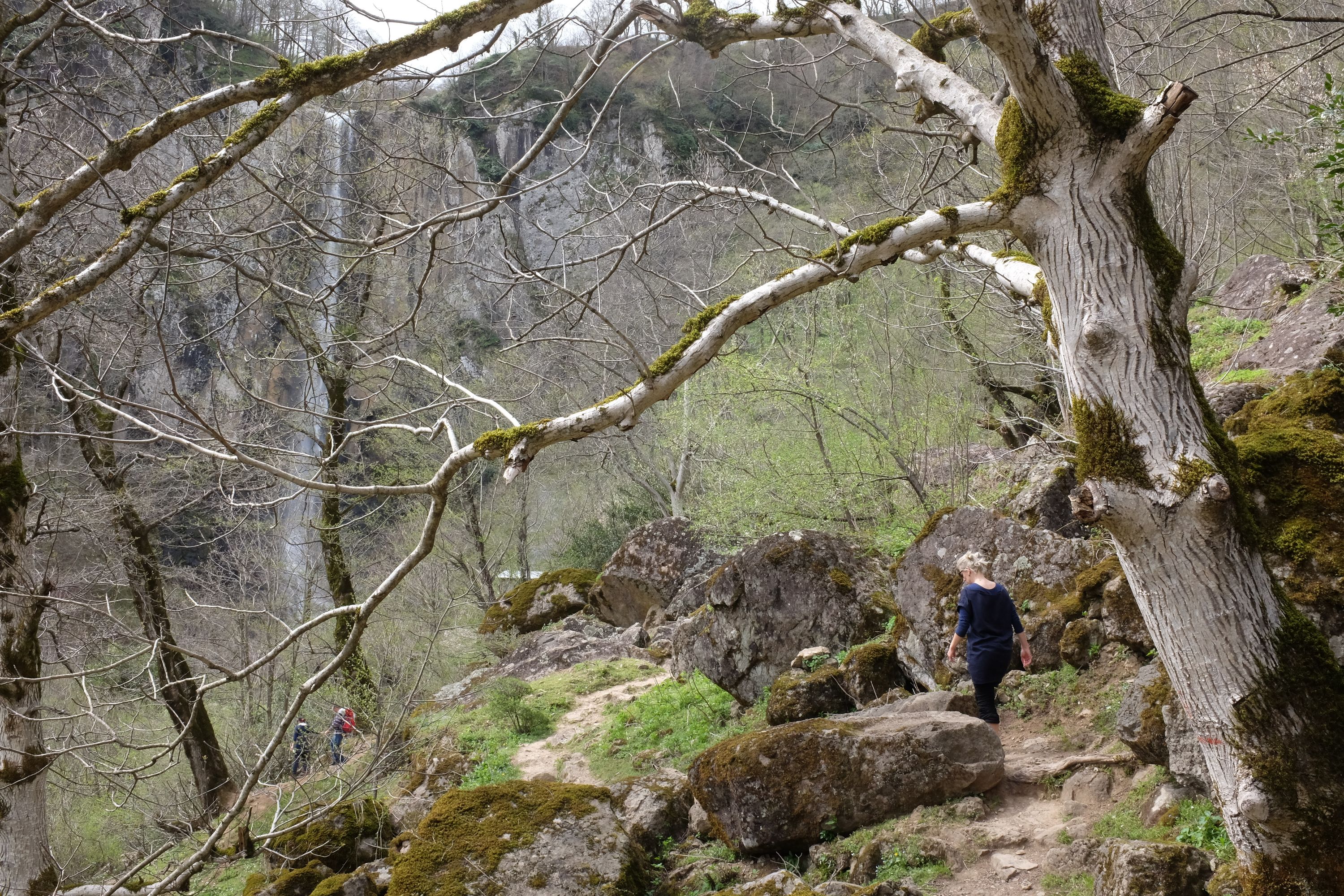 A woman walks in a walnut forest towards a high waterfall.