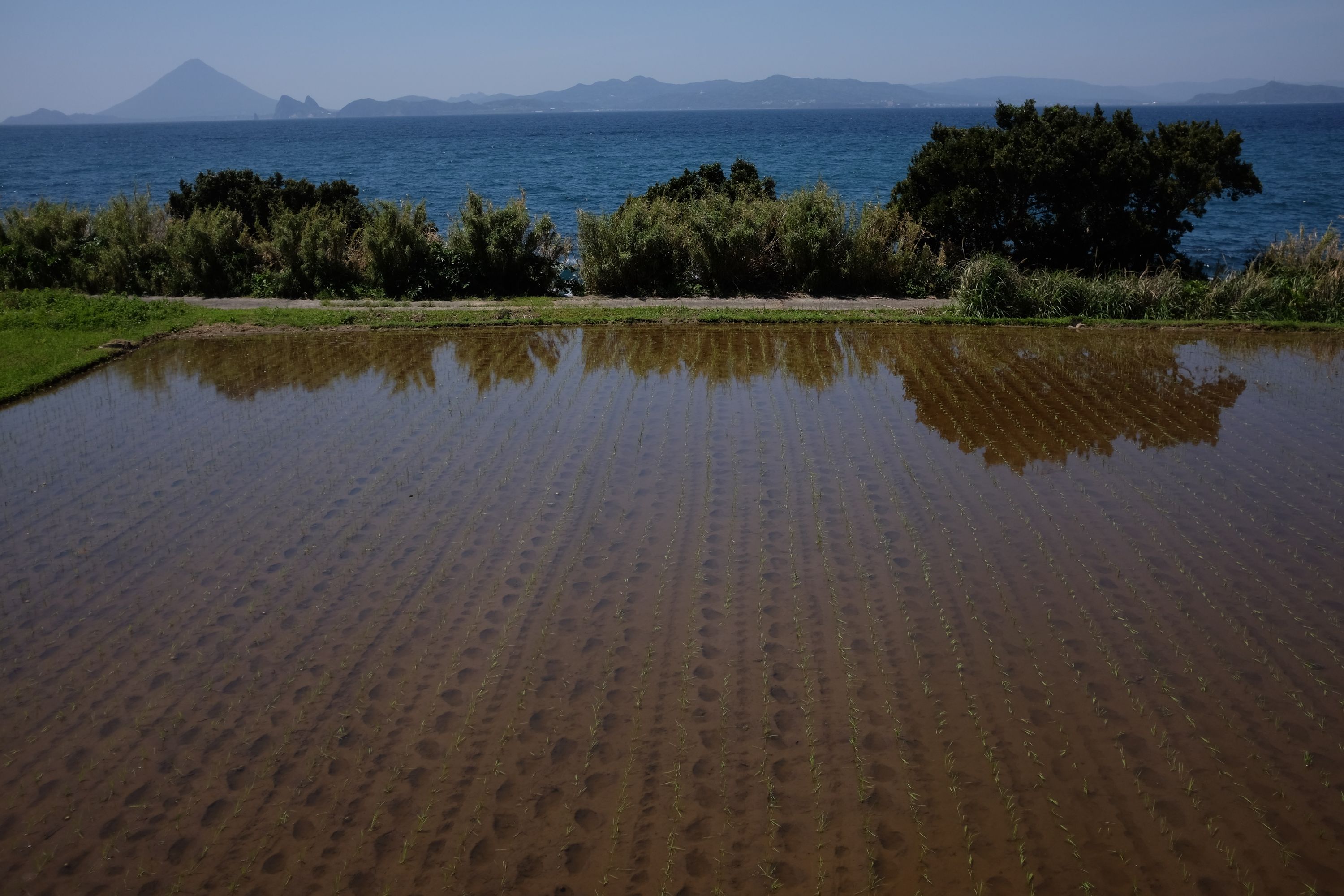 Freshly planted, flooded rice fields overlooking the bay and Mount Kaimon.