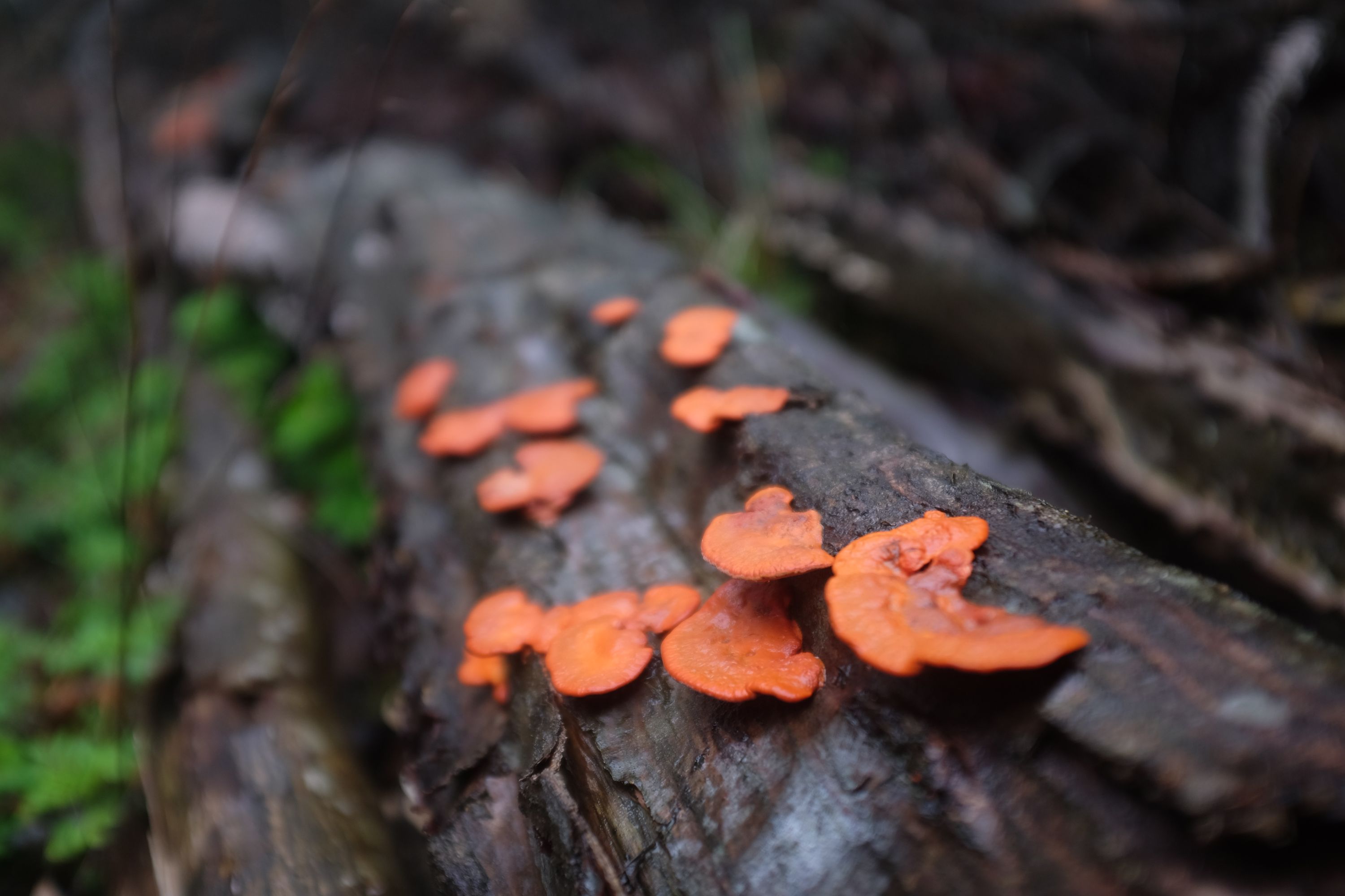 Bright orange fungi growing on a tree trunk.