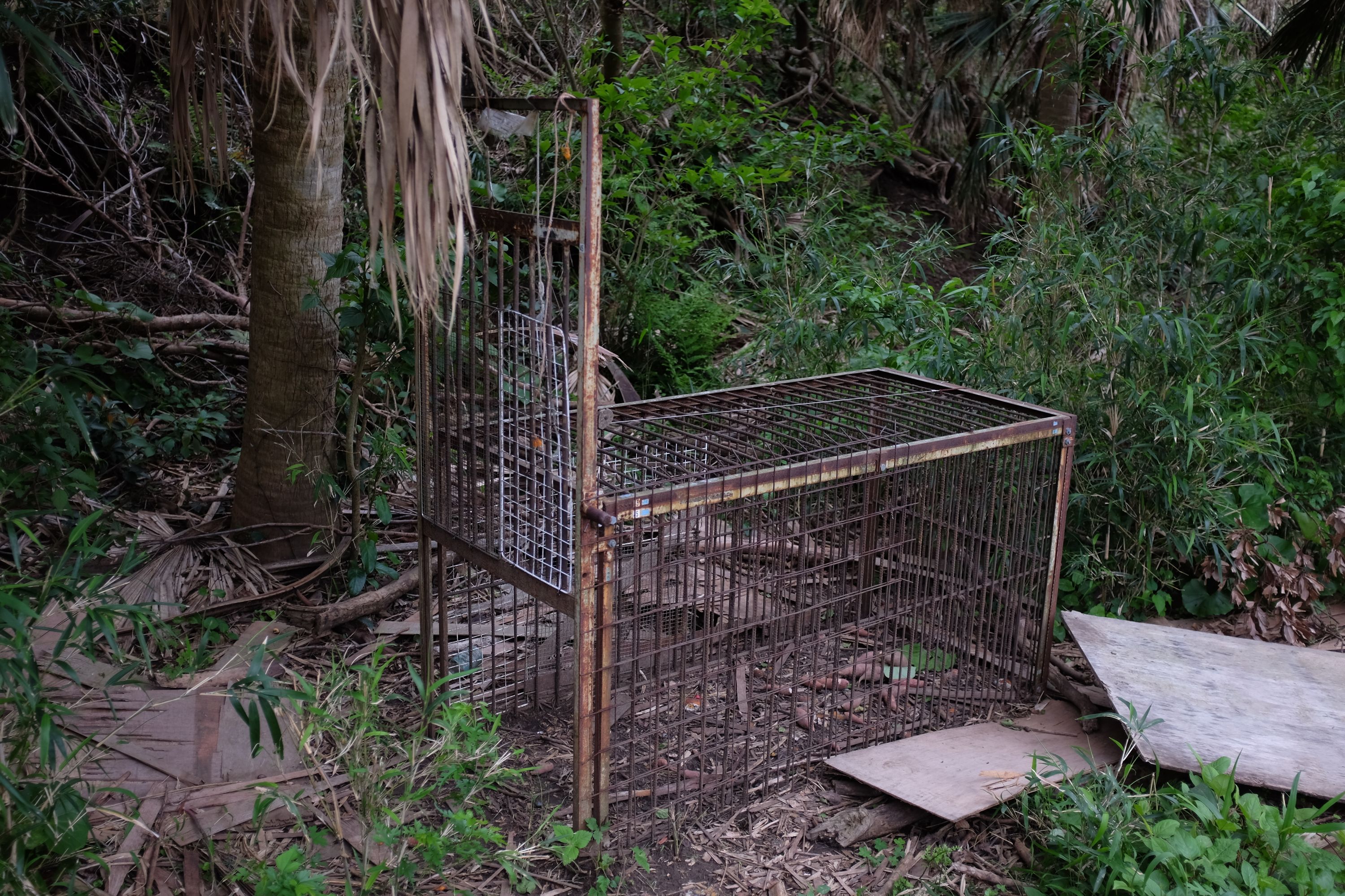 An empty animal trap in the jungle.