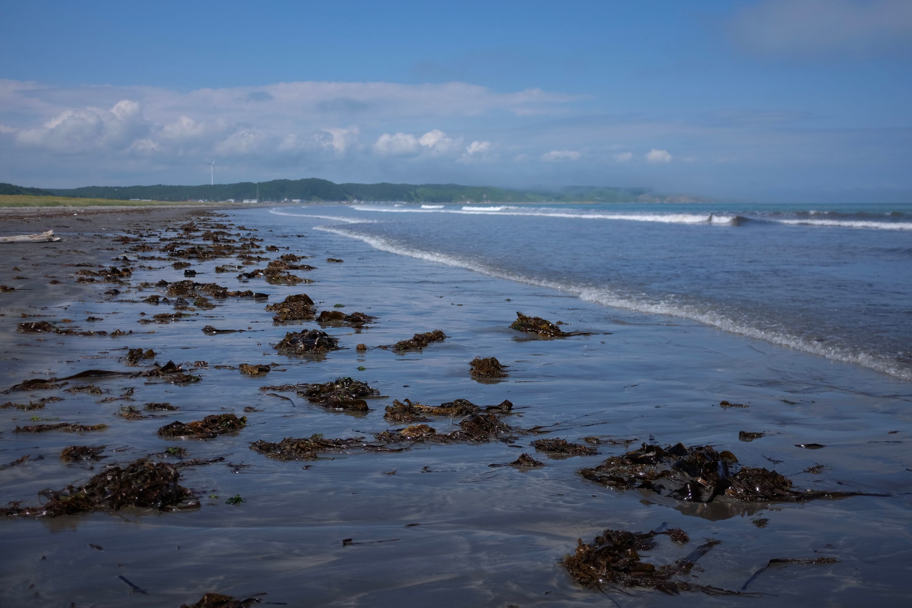 Panorama of a beach with kelp in the surf.