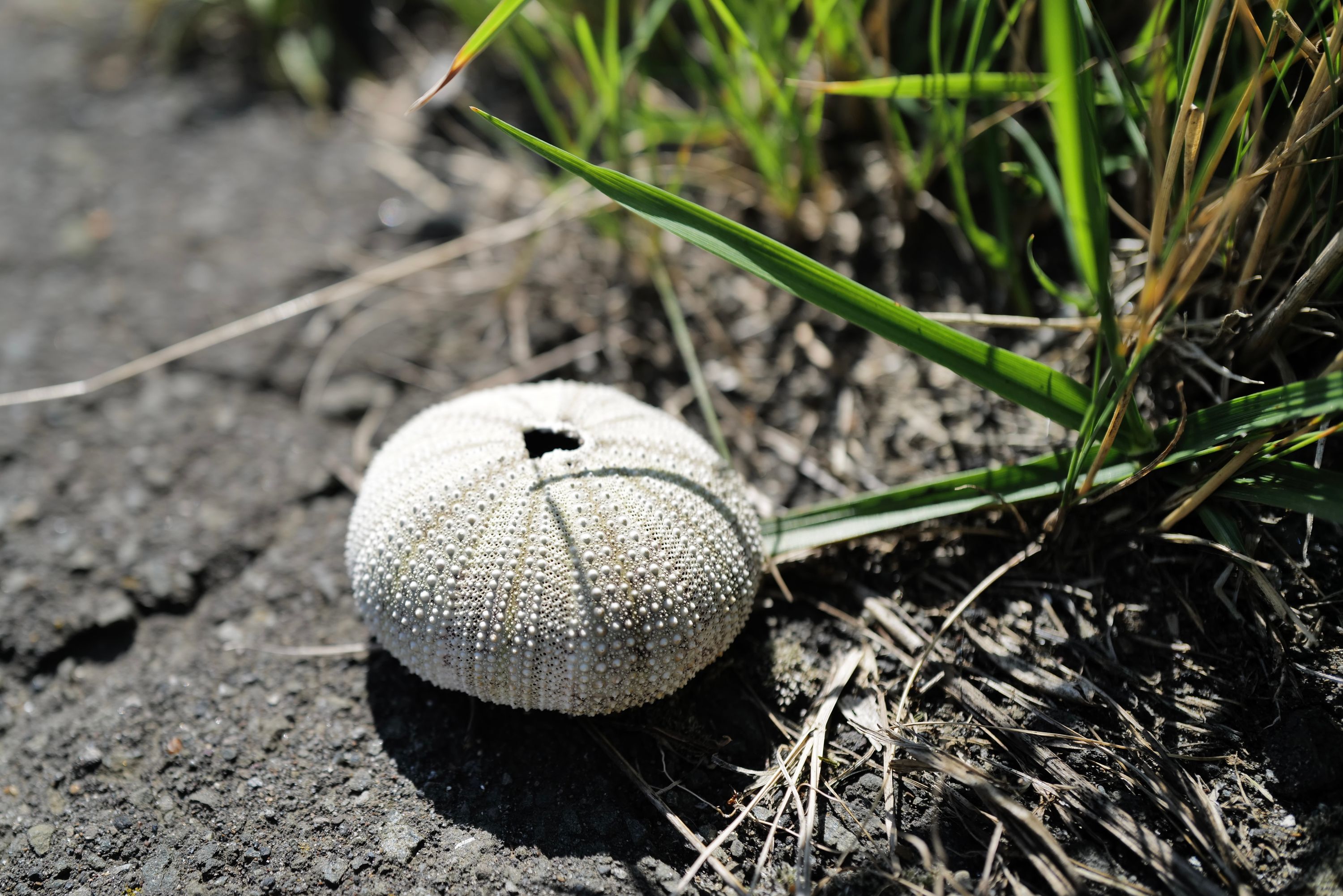 The shell of a sea urchin on a sidewalk.