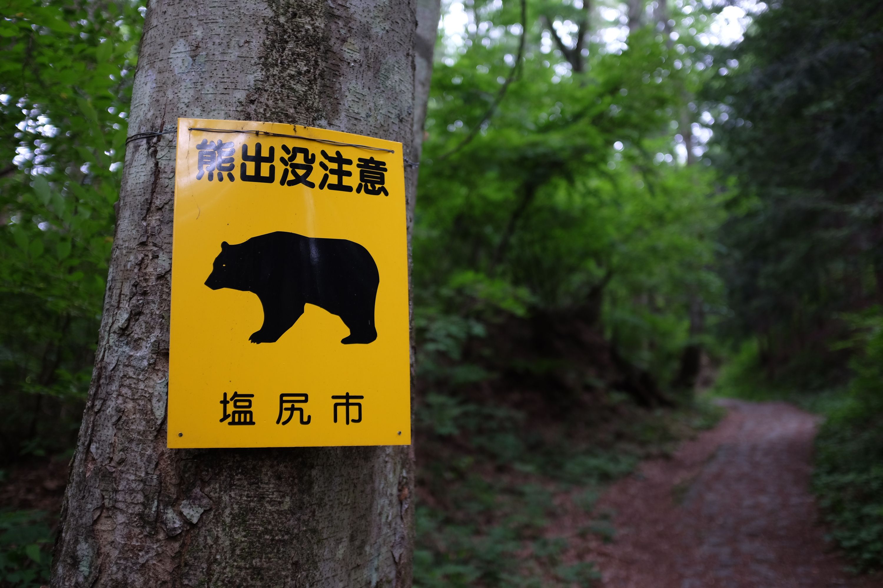 A yellow sign warns against bears in a forest.