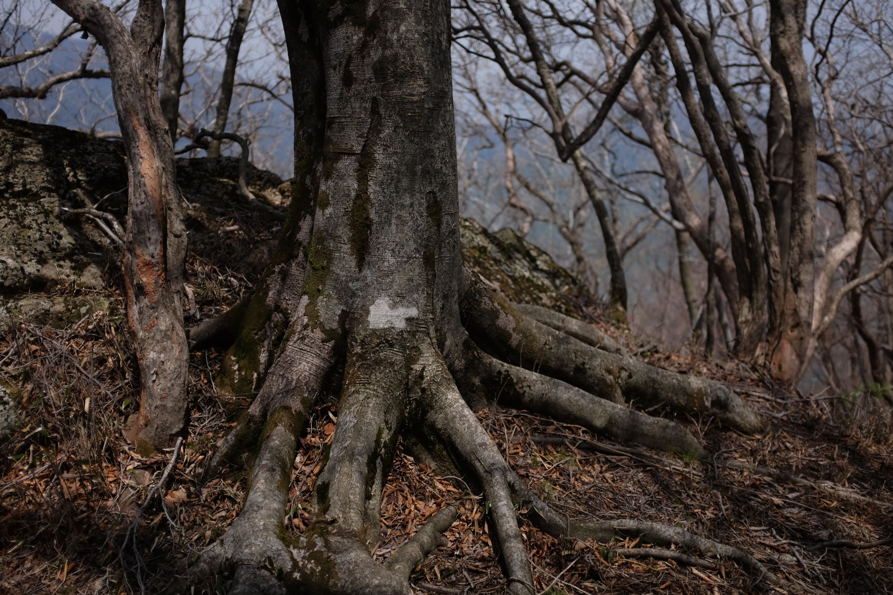The roots of a large tree cling to the thin mountain soil.