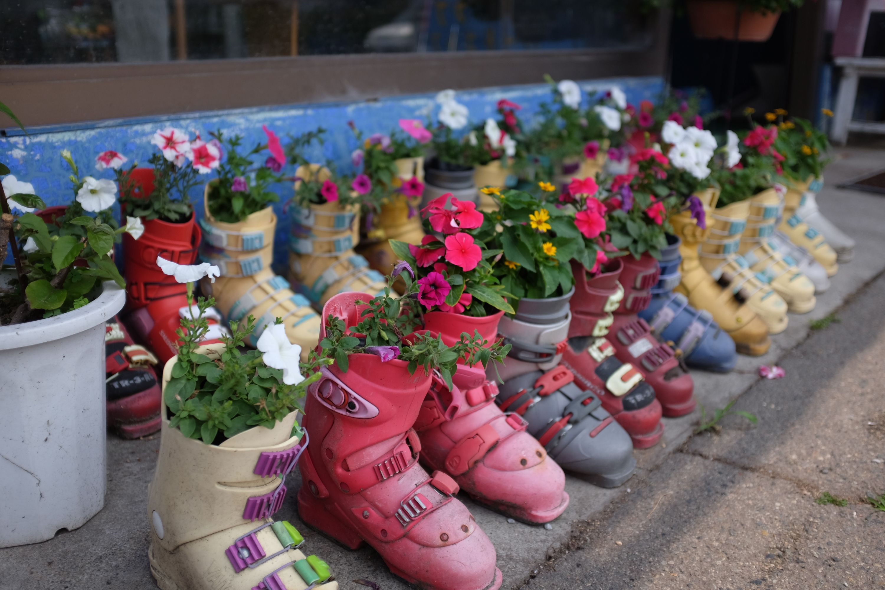A row of colorful ski boots turned into flower pots.