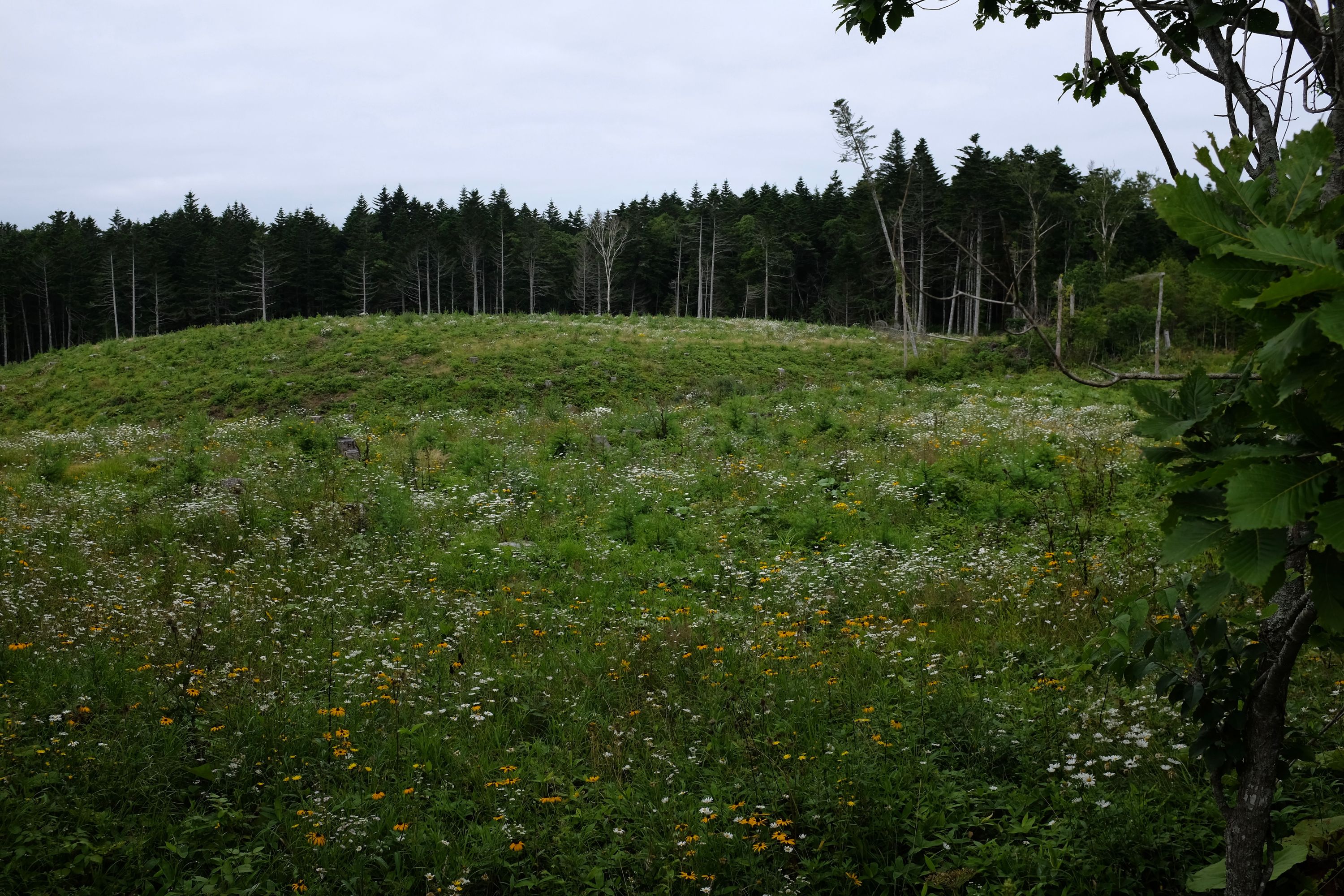 A summer meadow of wildflowers in front of a pine forest.