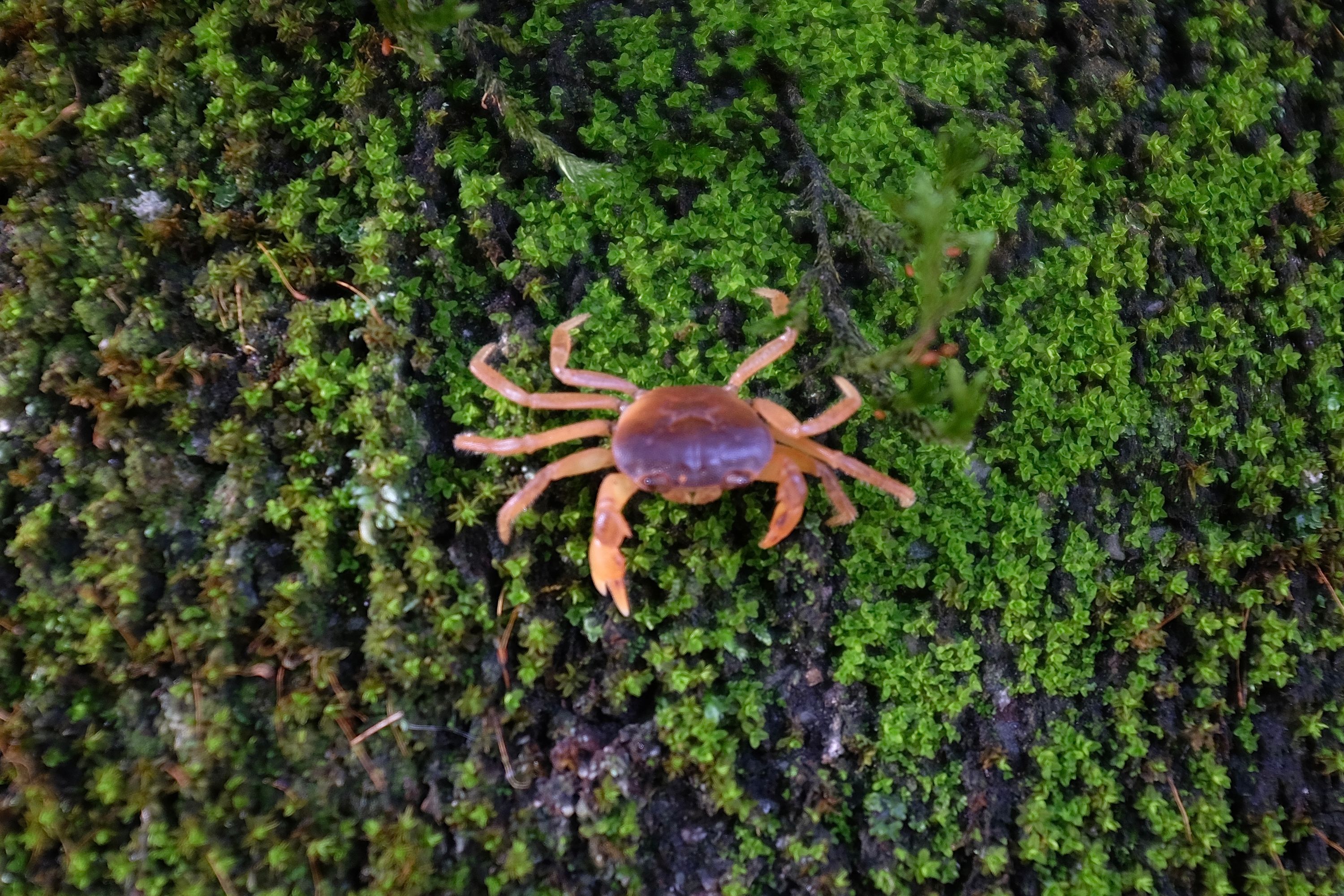 A red land crab walks across a moss-covered rock.