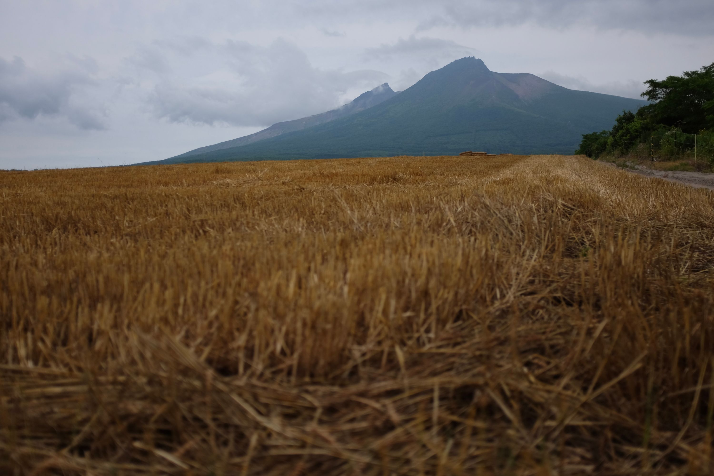 A dramatic-looking volcano, Mount Komagatake, on the horizon beyond golden wheat fields.