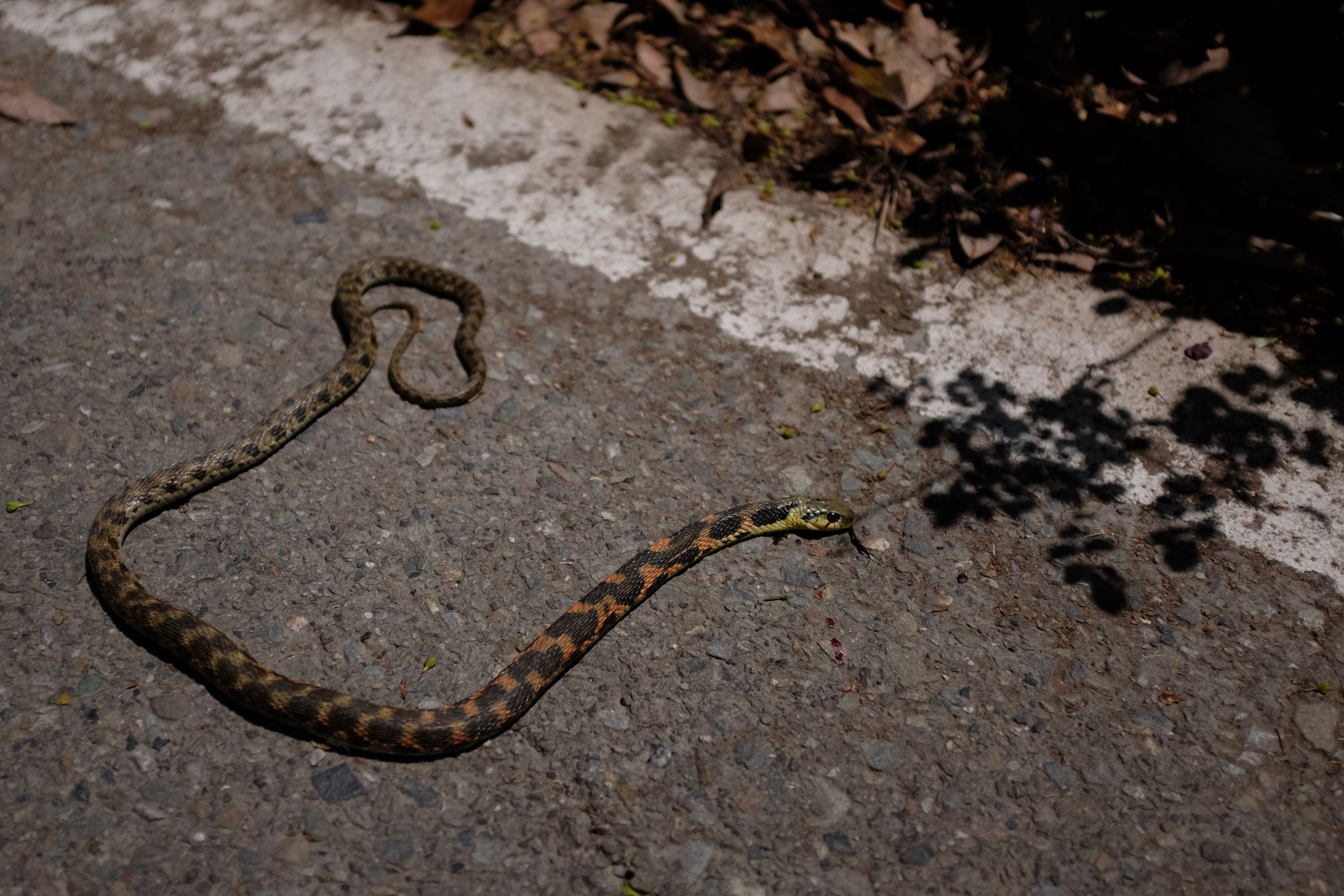 An injured tiger keelback snake lies on the asphalt.