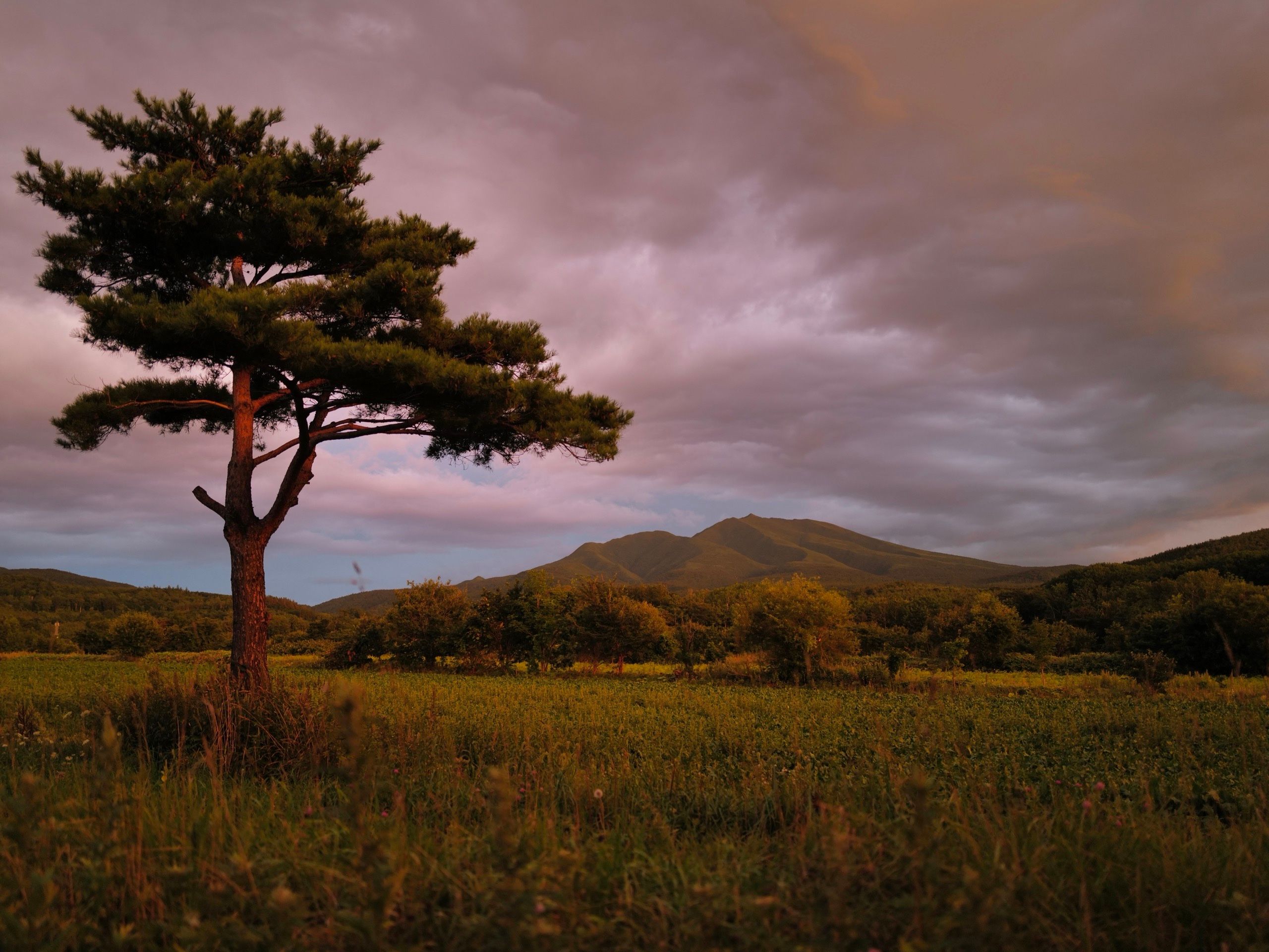 A pine tree and a volcano in the evening light under colorful clouds