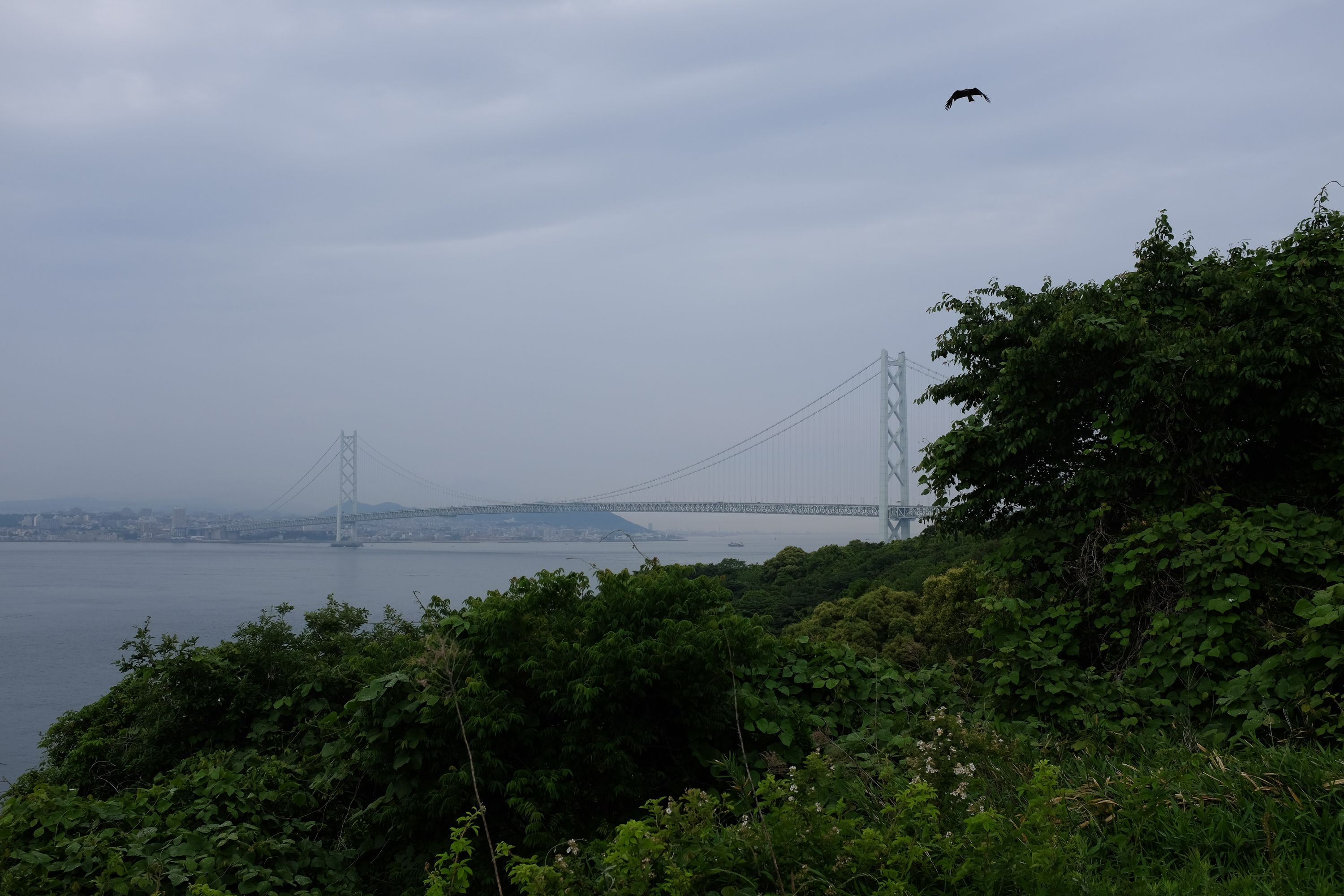 The world‘s longest suspension bridge, the Akashi Kaikyō, on an overcast morning, with a bird of prey flying overhead.