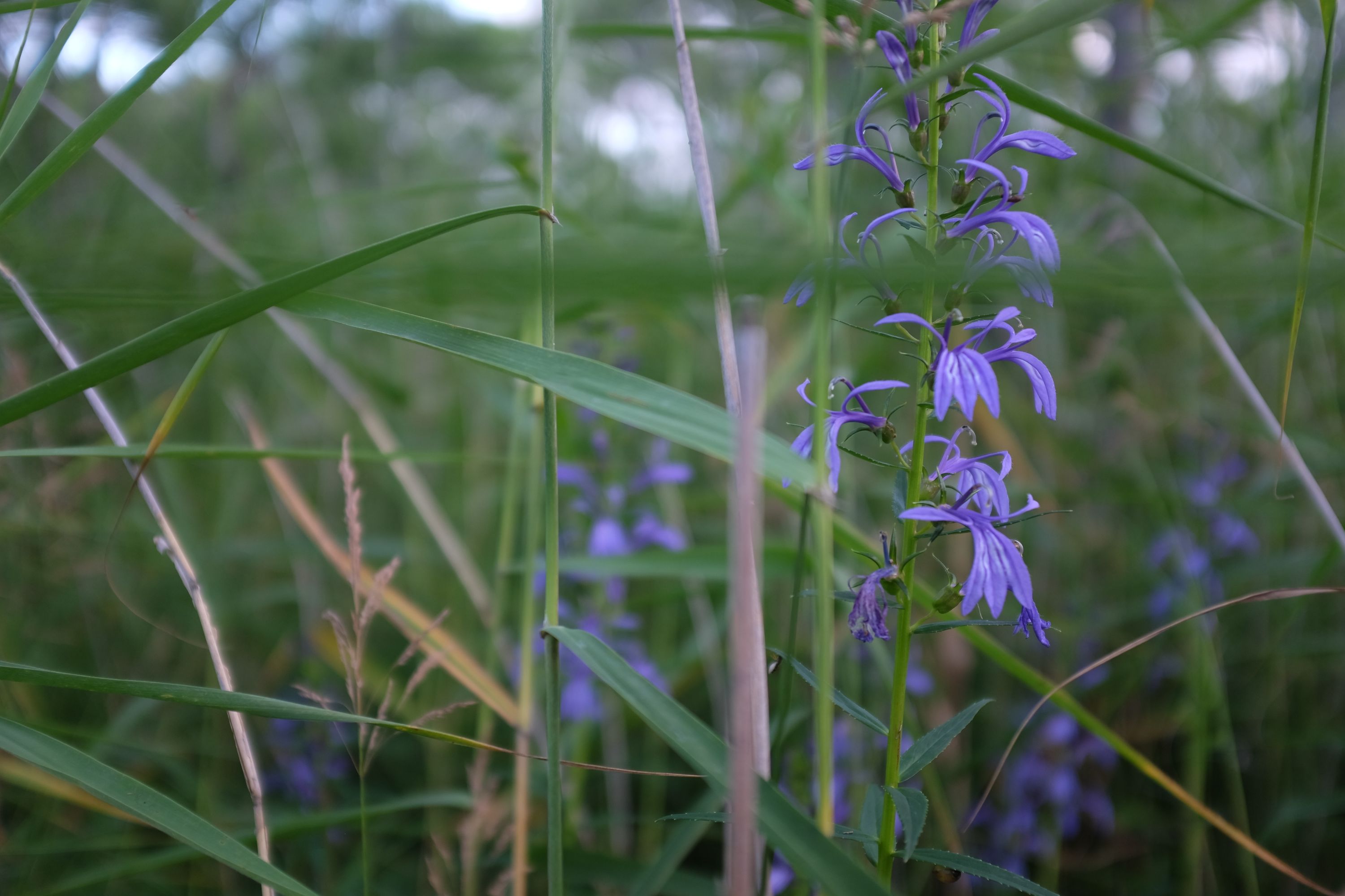 Blue flowers in a meadow.