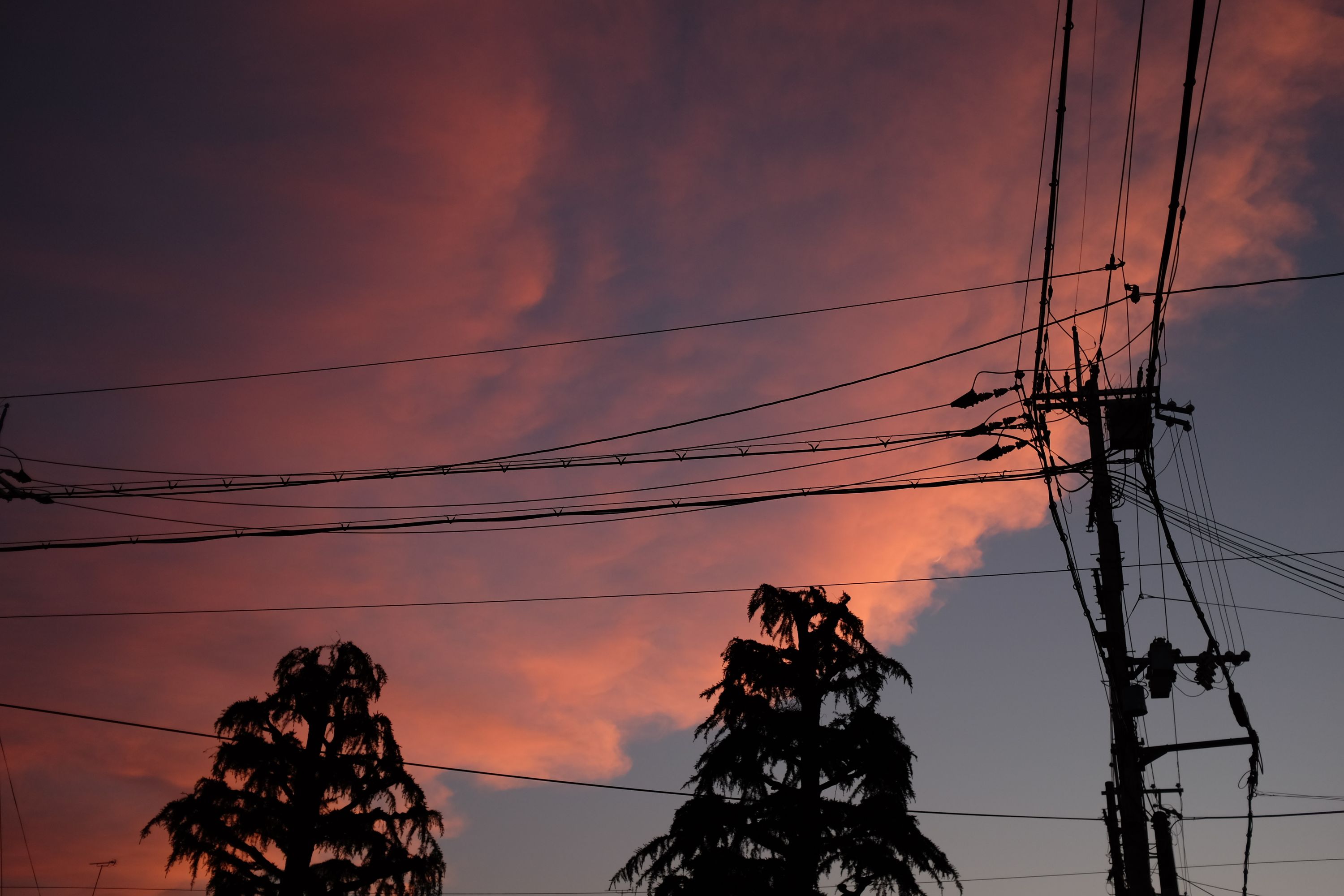 Pink clouds in the sky above two pines and many power lines.