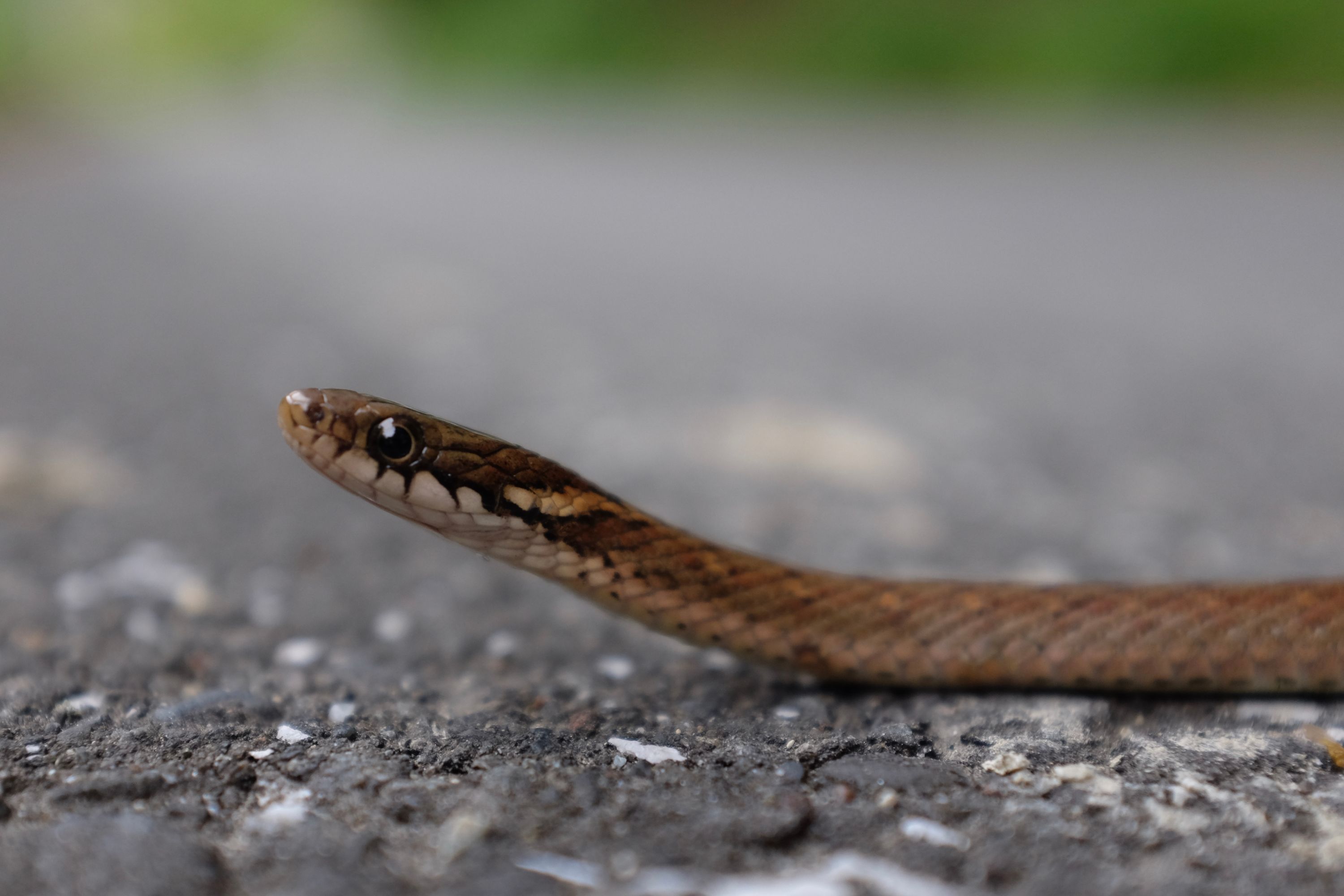 A closeup view of a juvenile Japanese striped snake looking straight into the camera.