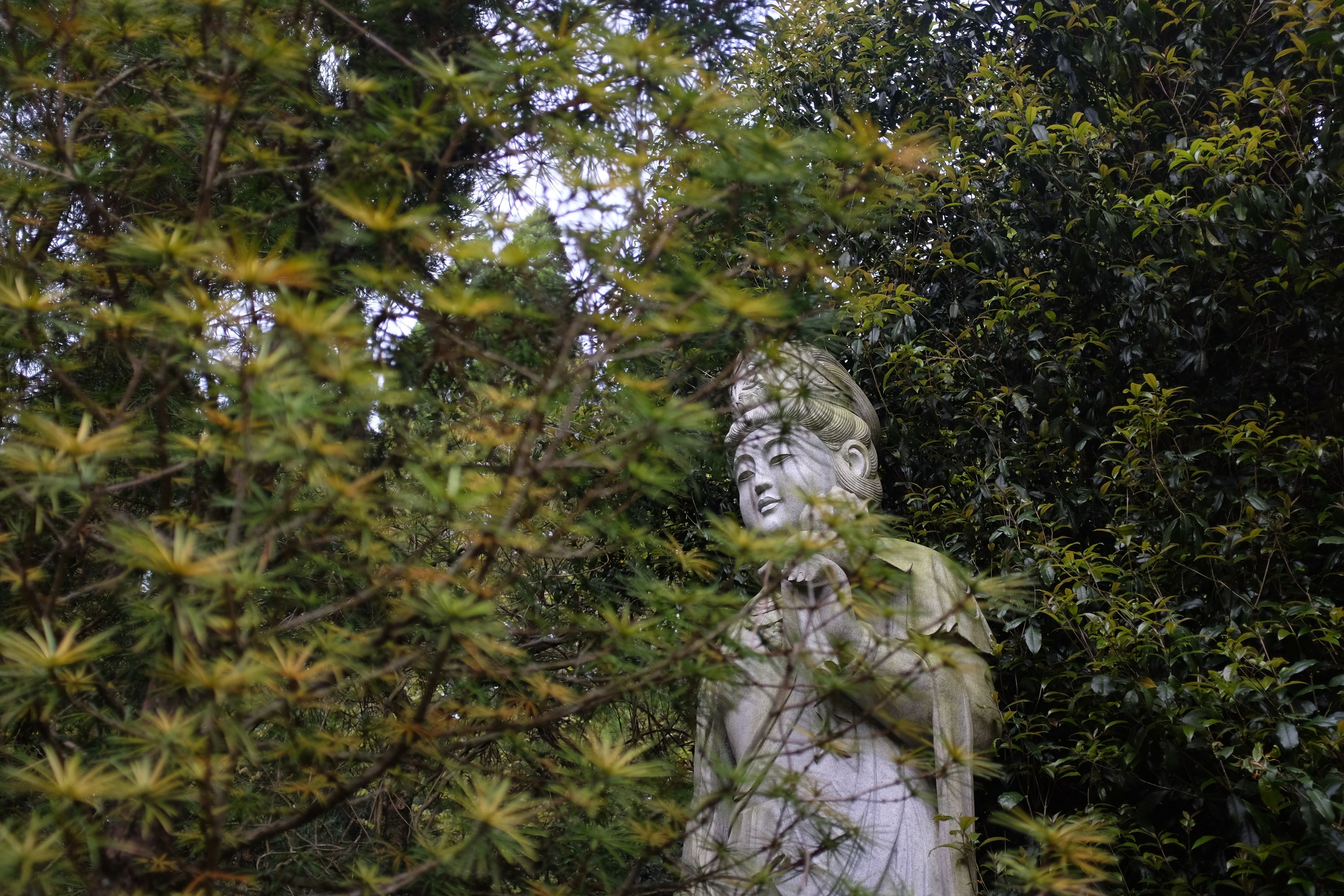A Buddha statue half-concealed by trees.