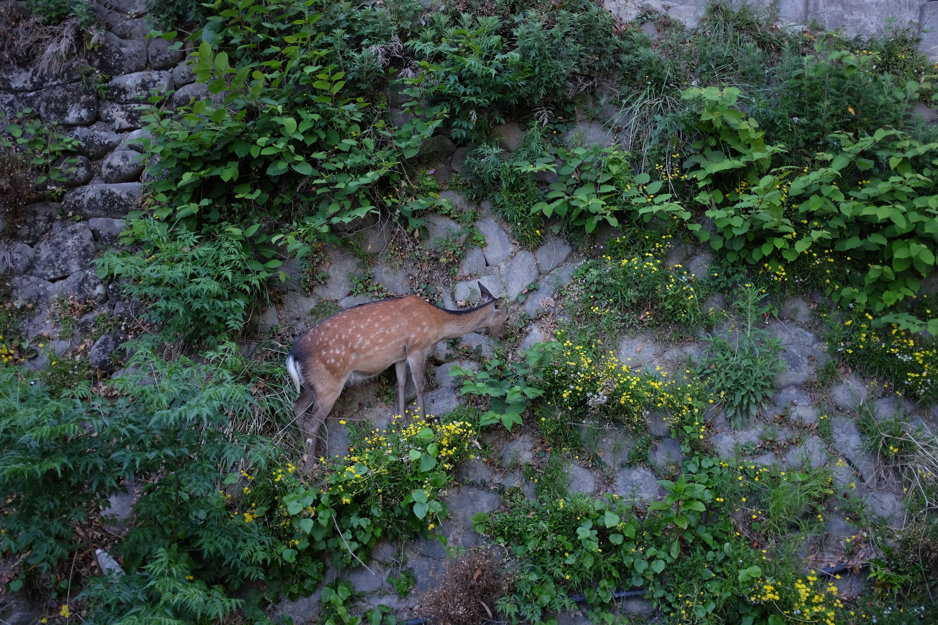 A sika deer stands between flowering plants on a steep wall of rocks.