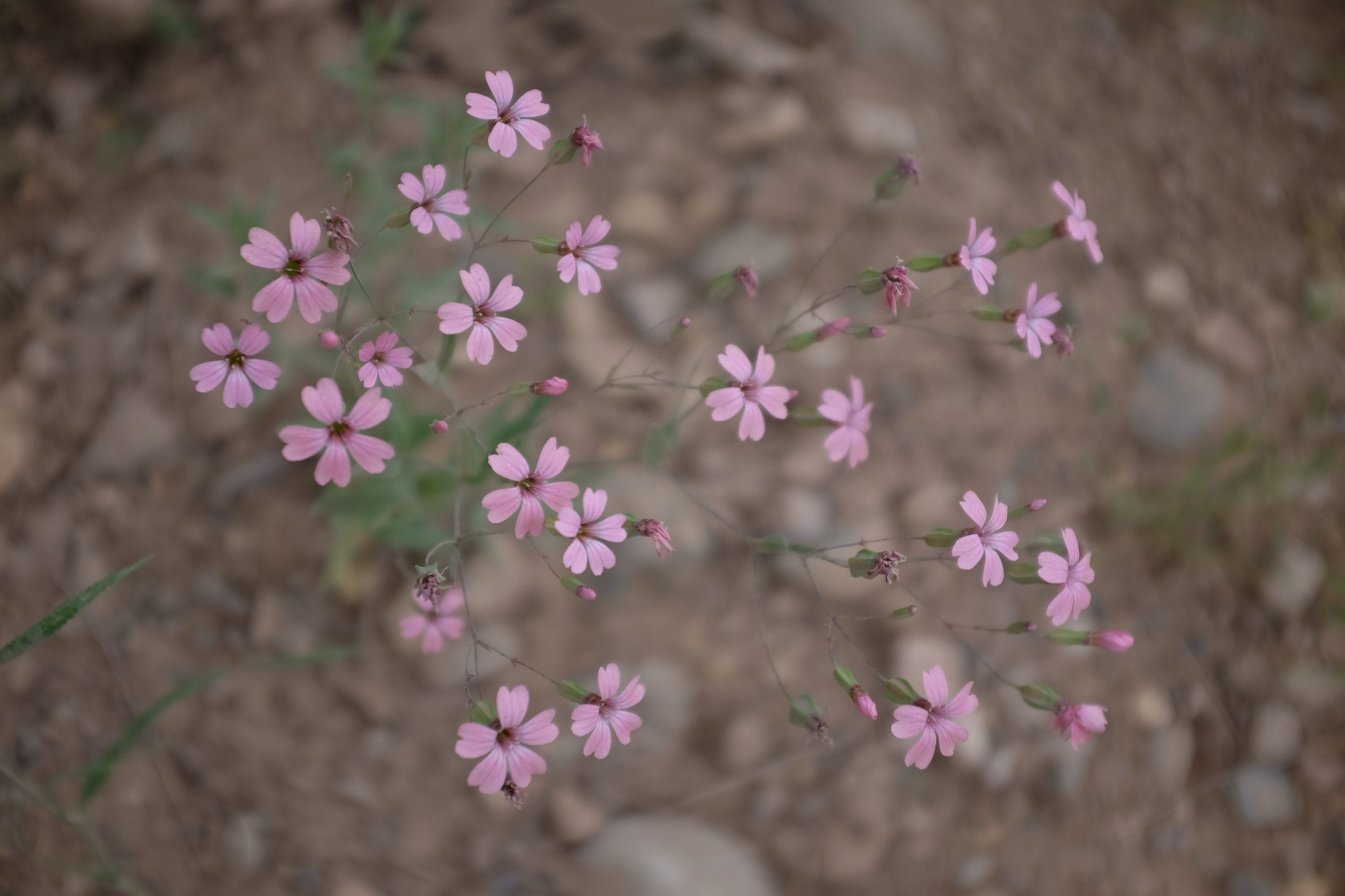 Closeup of small pink flowers.