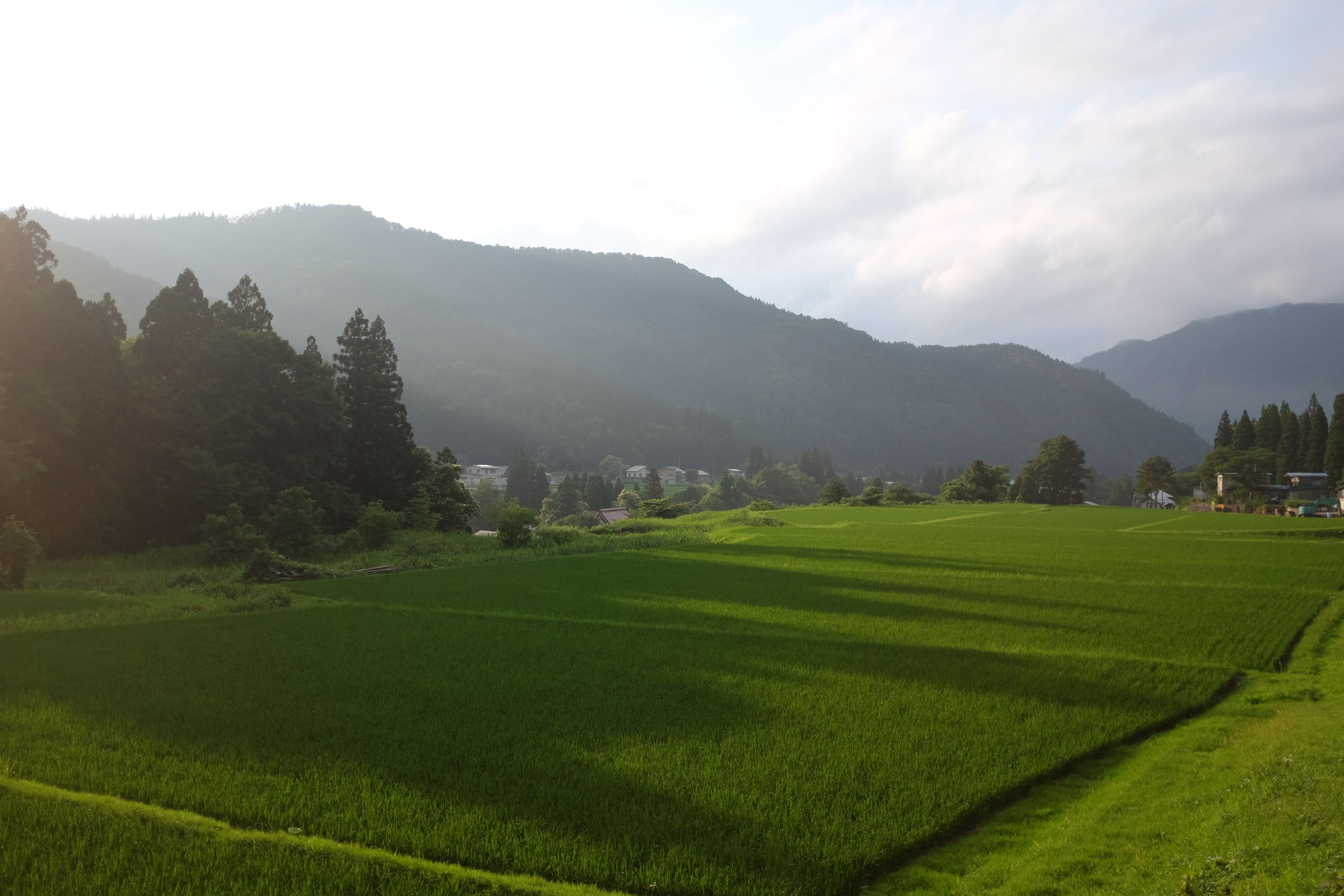 Panorama of a valley with bright green rice fields and forested hills.