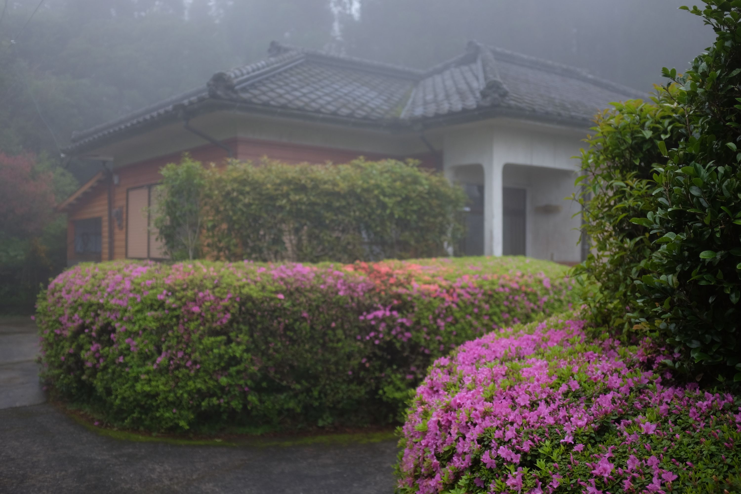 A beautiful Japanese house in the fog, surrounded by hedges of azalea.