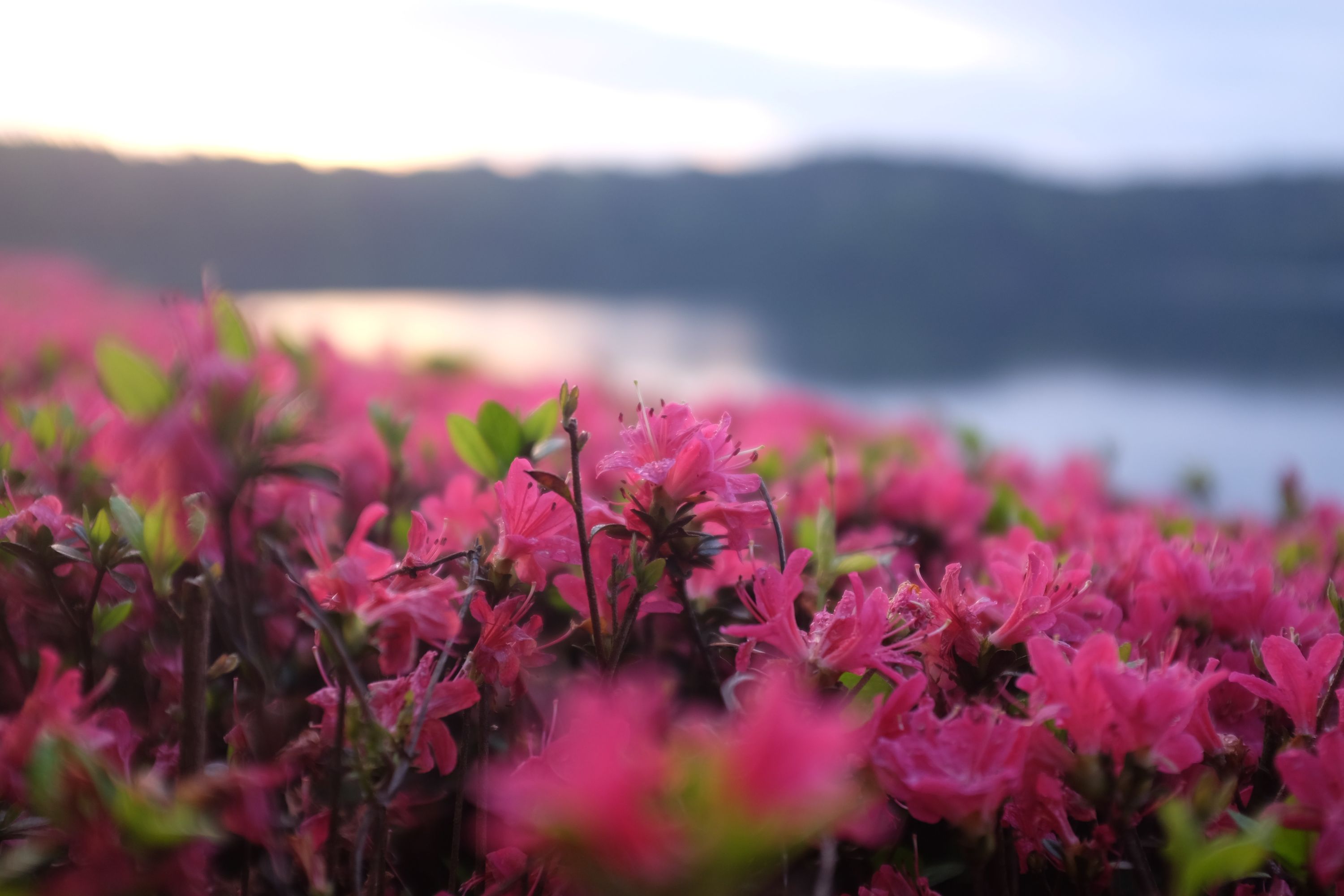 Blooming azaleas on the shore of round lake in the early morning light.