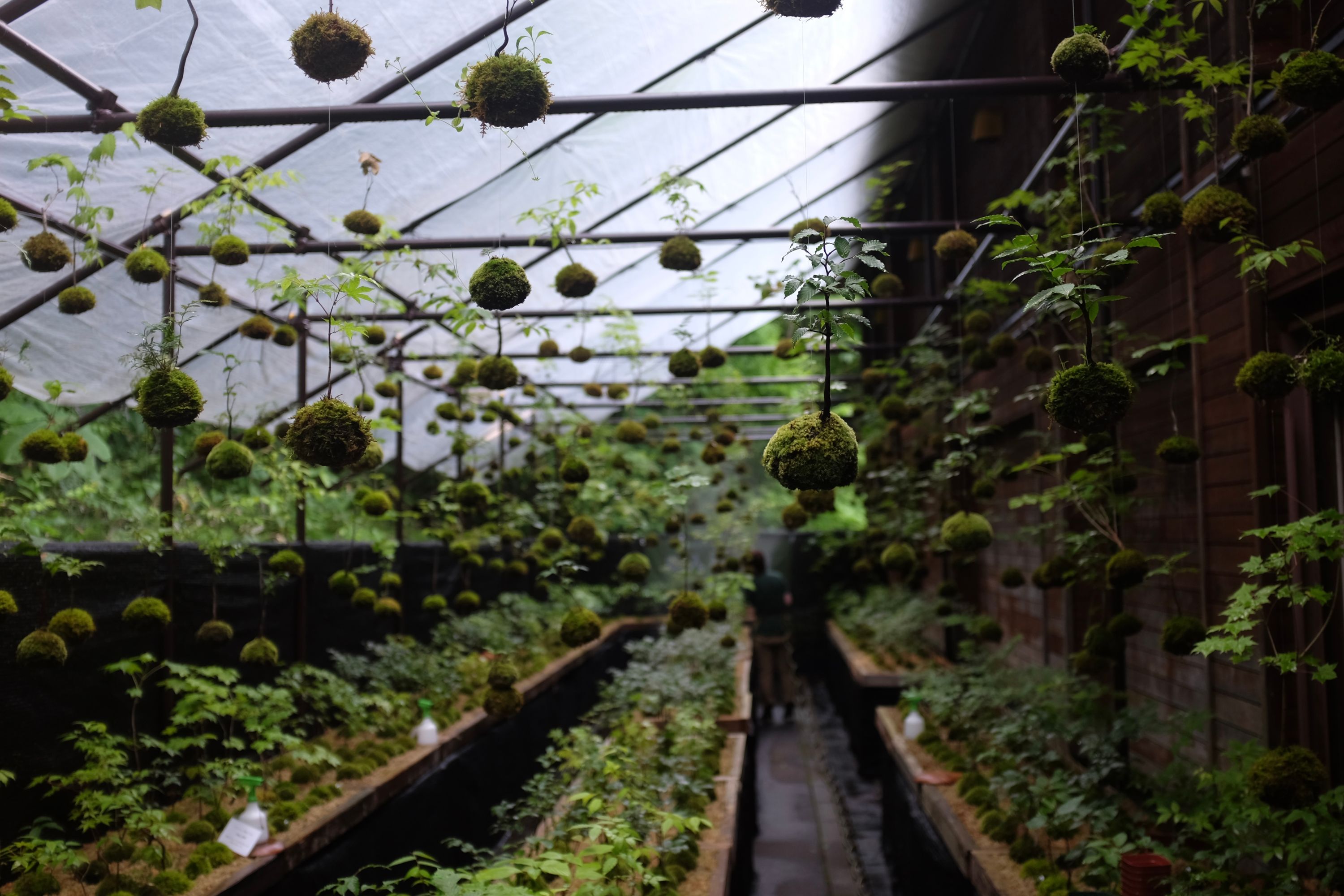 Kokedama, moss balls, hang from rails in a plant nursery.