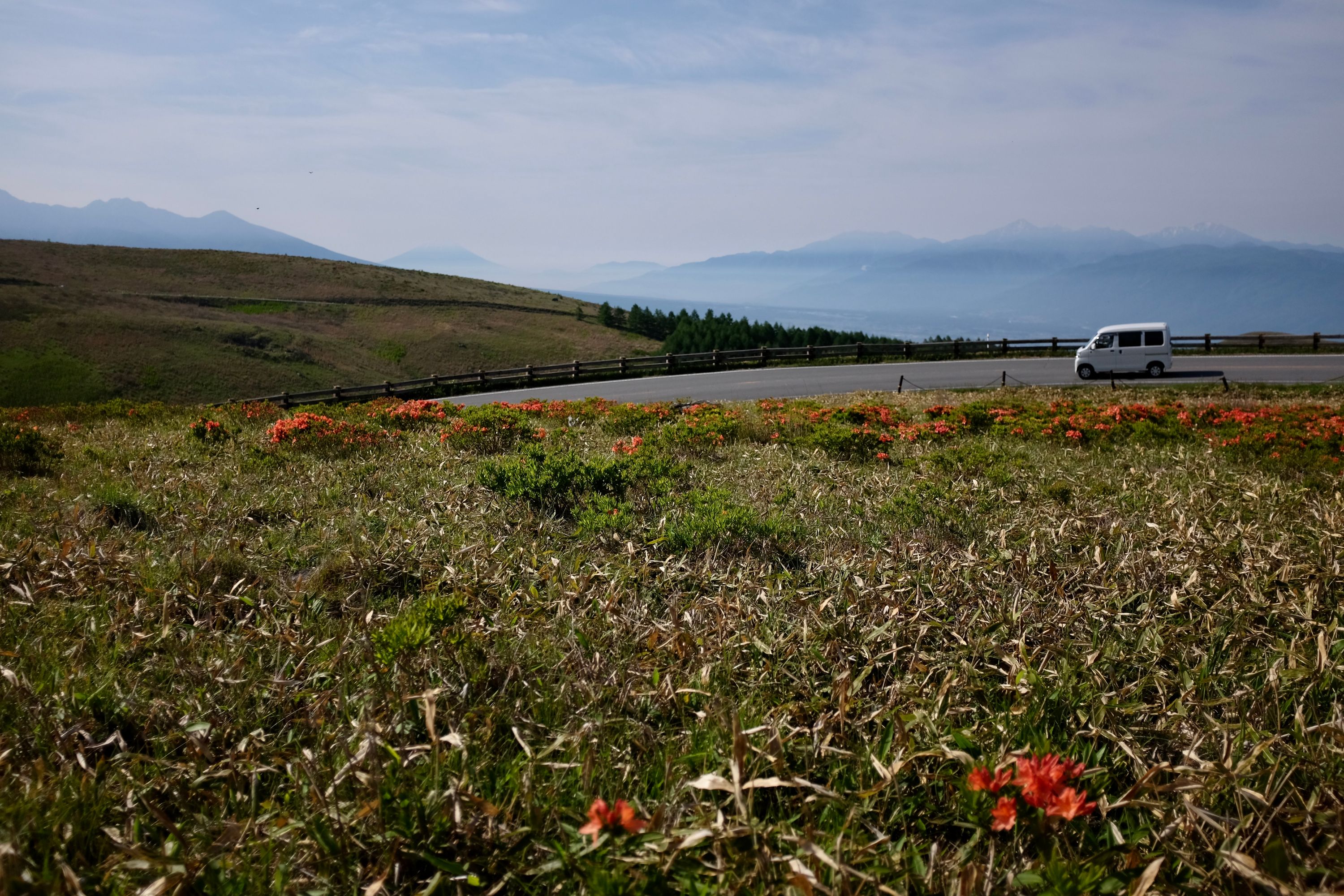 Looking out over an azalea-filled meadow at a mountainous landscape, with Mount Fuji in the center.
